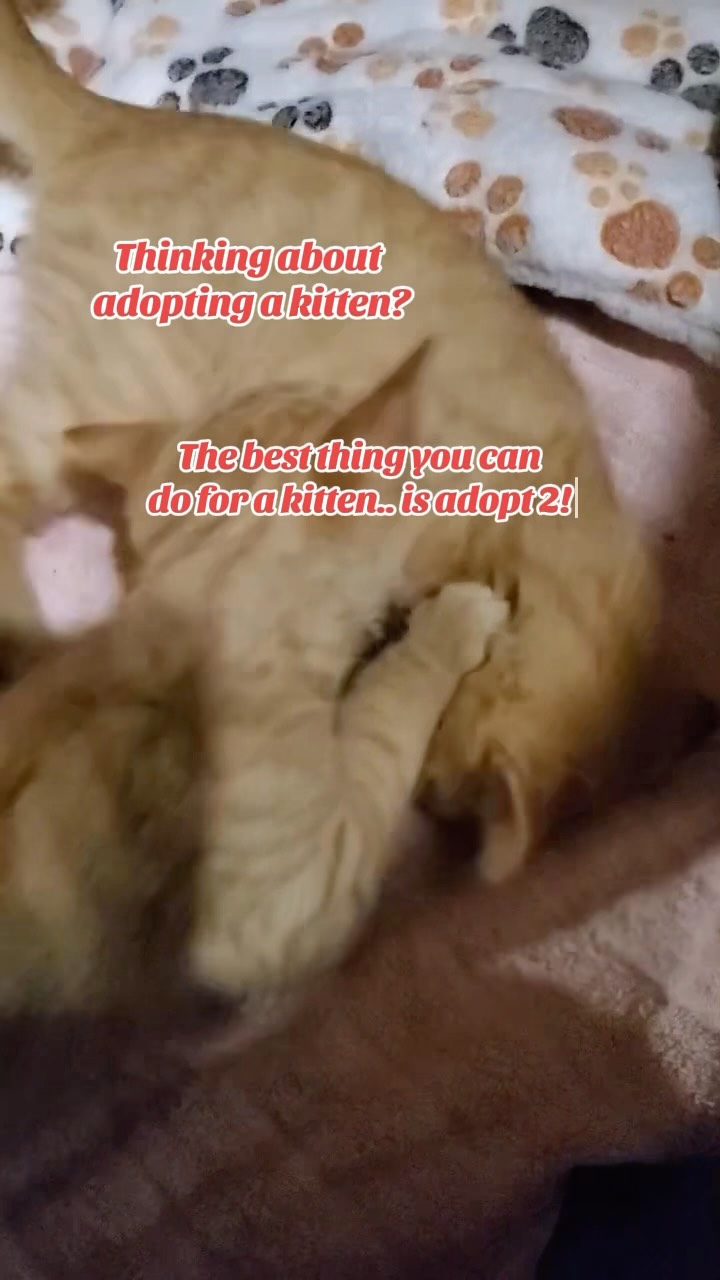 Thinking about adopting a kitten? Here’s a few reasons why it benefits both you and your kitten to adopt two instead! 🐈🐈⬛
Two month old kittens Pop Tart and Fruit Loop in this video are still available!
#animalsindistressnj #adoptablecats #cats #mercercountynj #adoptme