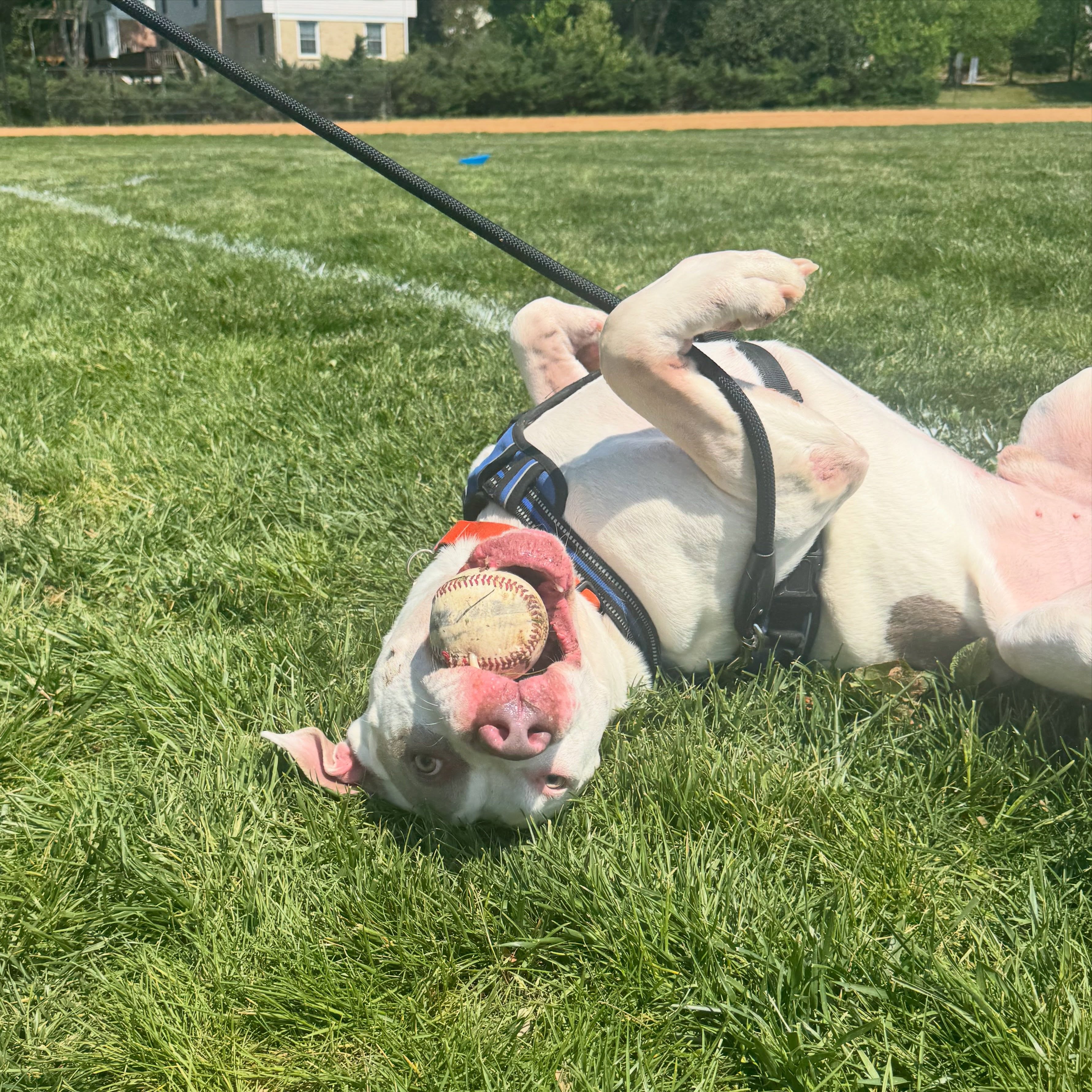 Not a single response, brainstorm, or offer for fostering Bjorn. We are at a loss. 💔
This poor dog might not be able to live with other dogs due to being attacked off leash, but he still deserves a foster home. And even his move is to die to his foster family having a baby and unable to manage continuing to separate him.
It is so heartbreaking that his past and behavioral limitations mean he has no interest for fosters (or adopters). Boarding isn’t an option and we’re committed to avoiding it for him. He is incredible in the home, loves his humans fiercely, and is just need a soft place to land without dogs in the home, in a quiet neighborhood.
He must move tonight or tomorrow morning. We would never euthanize for space, but we need our community’s help to find a foster.
If you know anyone that could foster this sweet boy, and open their heart and home to him, please let us know!
❤️
-
#lailaslegacy #fosteringsaveslives #bjorn
