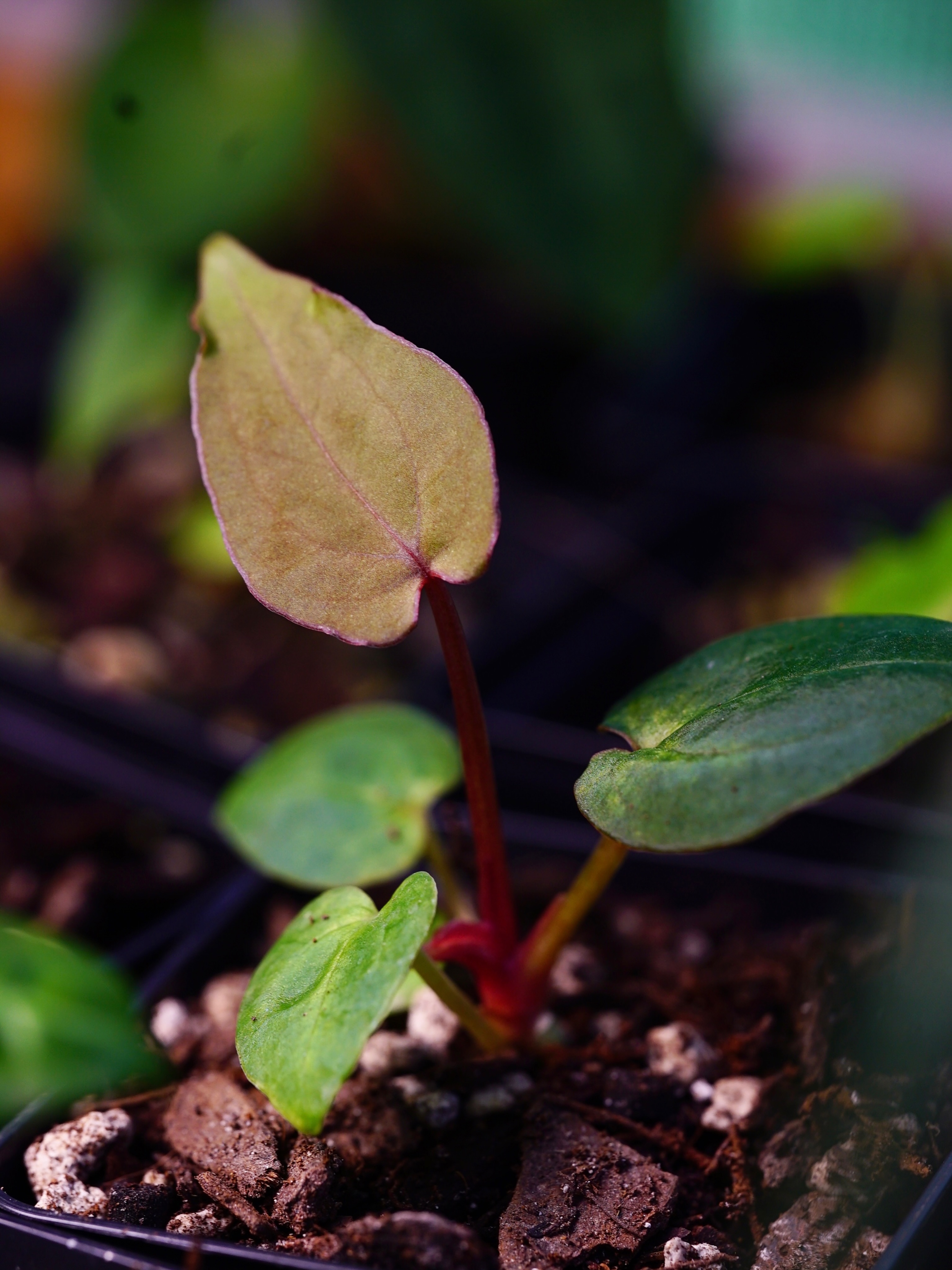Absolutely loving the process of growing anthurium from seed. For the latest batches, i’ve been concentrating on selecting the darkest traits with dark red petiols. It’s exciting to see how each new leaf emerges! Expect some cool cultivars next season at the upcoming markets & website yeww!