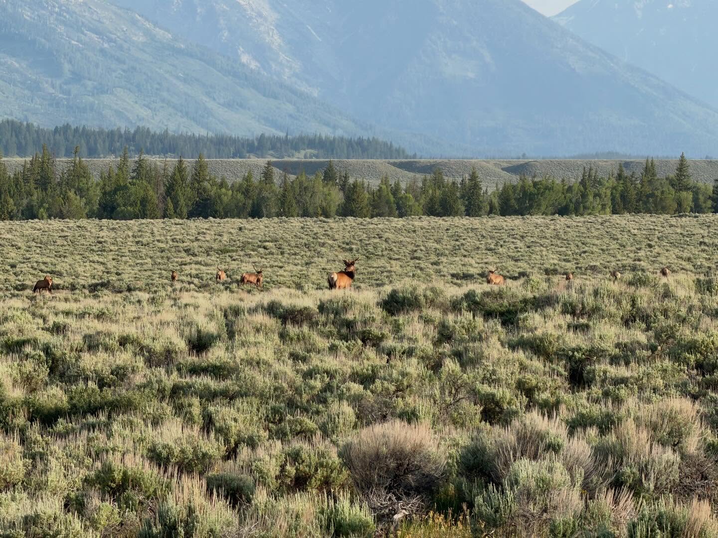 Good morning from Jackson Hole! 🤠
This is going to be a great day!
#thebridgesacademy #bridgesinyellowstone #bridgesadventures