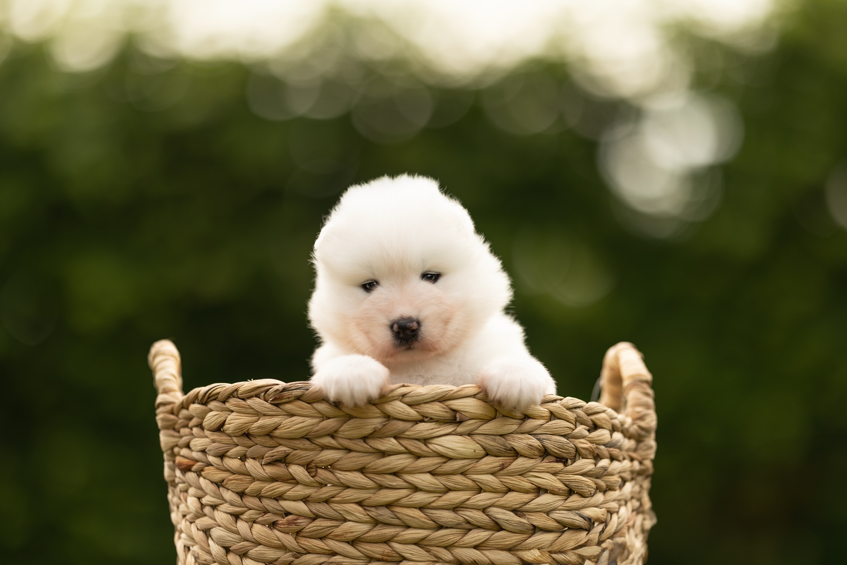 Unsere 5 Prinzessinnen mit 4 Wochen 💜🩷❤️💛🧡 Einfach zuckersüß, die Mädels. Vielen Dank @tierfotografie_tina.stahl für die tollen Fotos 😍 #samoyedofinstagram #samoyedpuppies #dogsofinstagram #puppiesofinstagram #samoyedlovers
