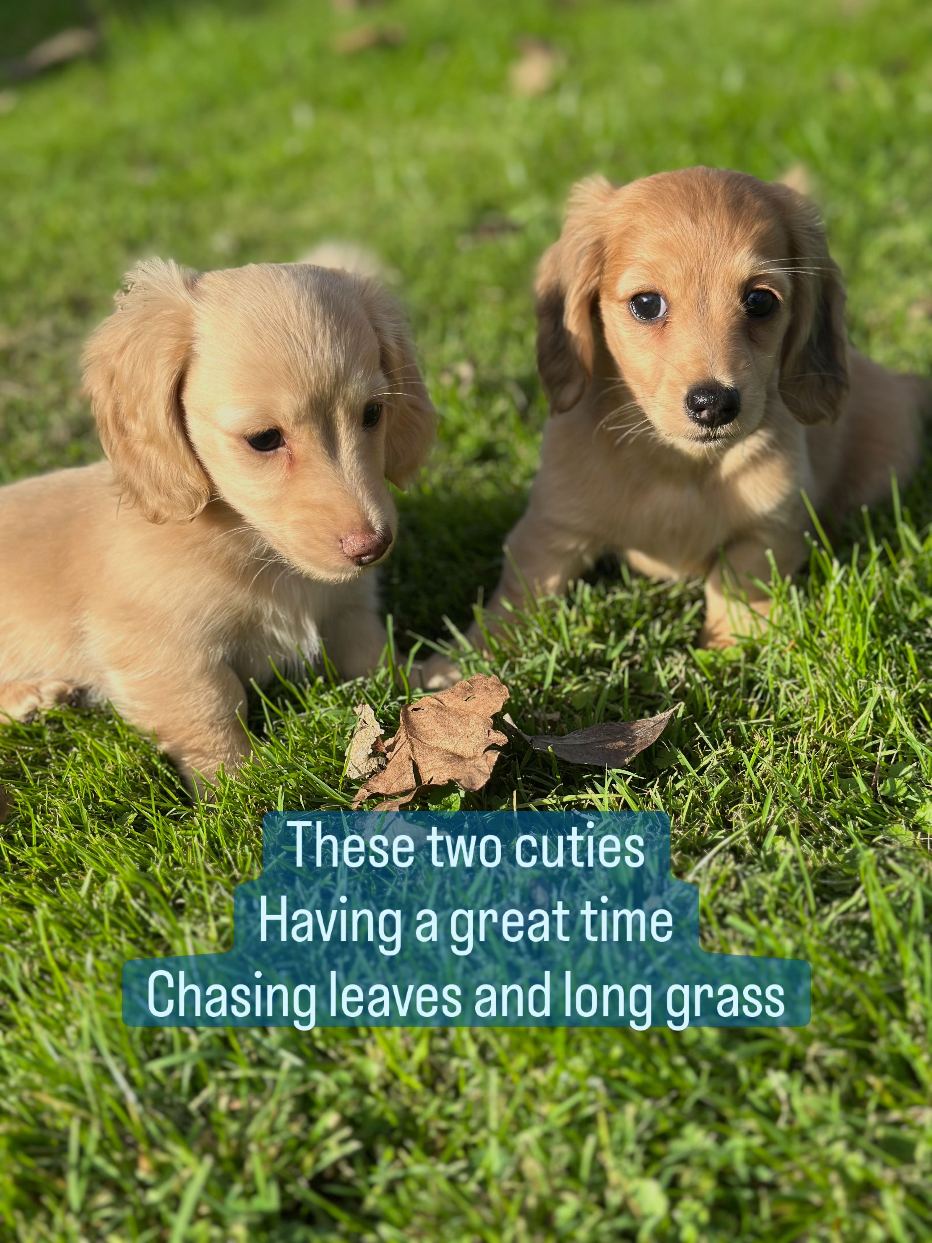 Romping in the long grass - sooo much fun to be had #minidachshund #dachshund #dachshundlife