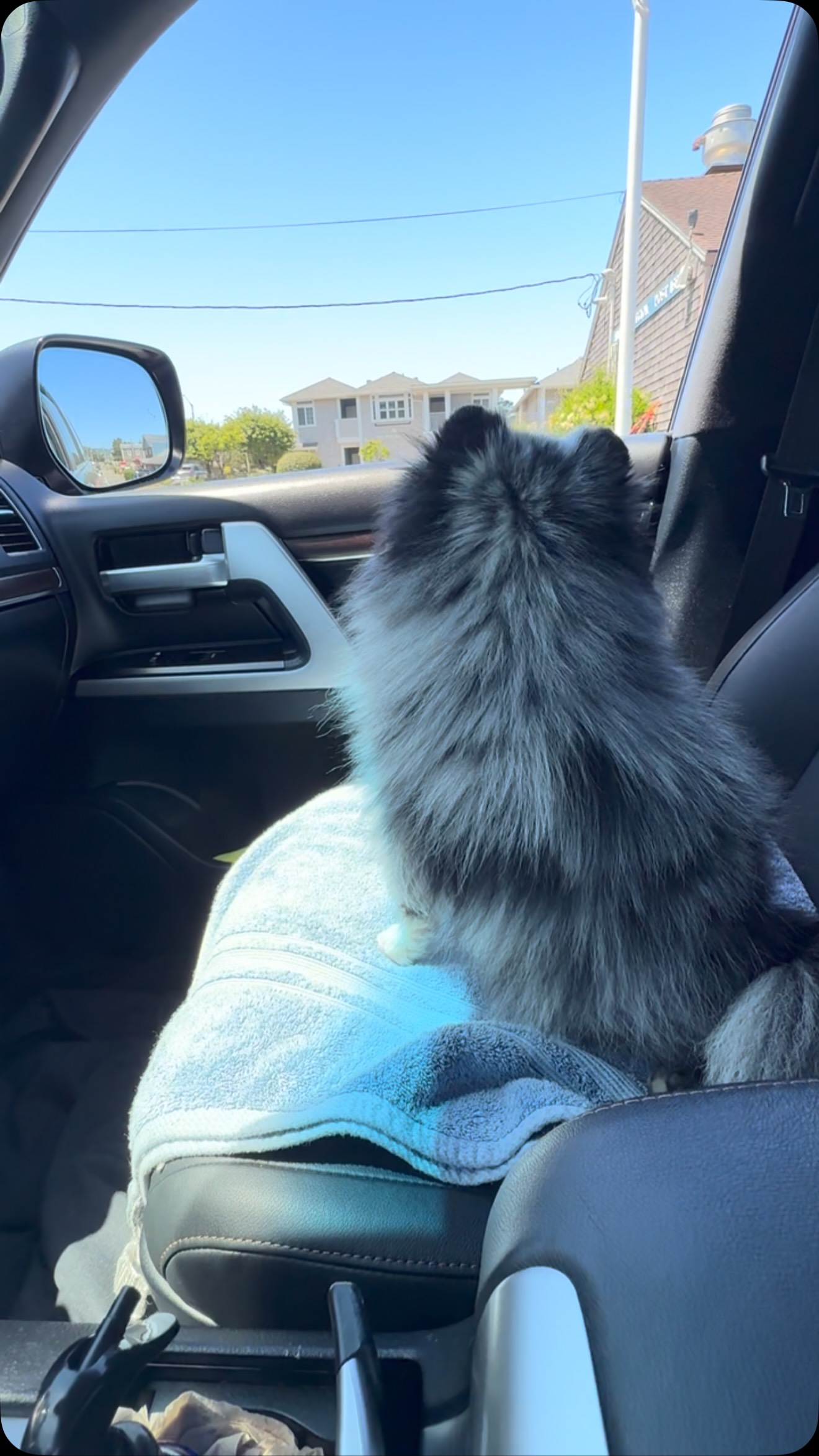 Checking out downtown on a warm day ❤️#puppies#pups#puppers#puppylife#puppylove