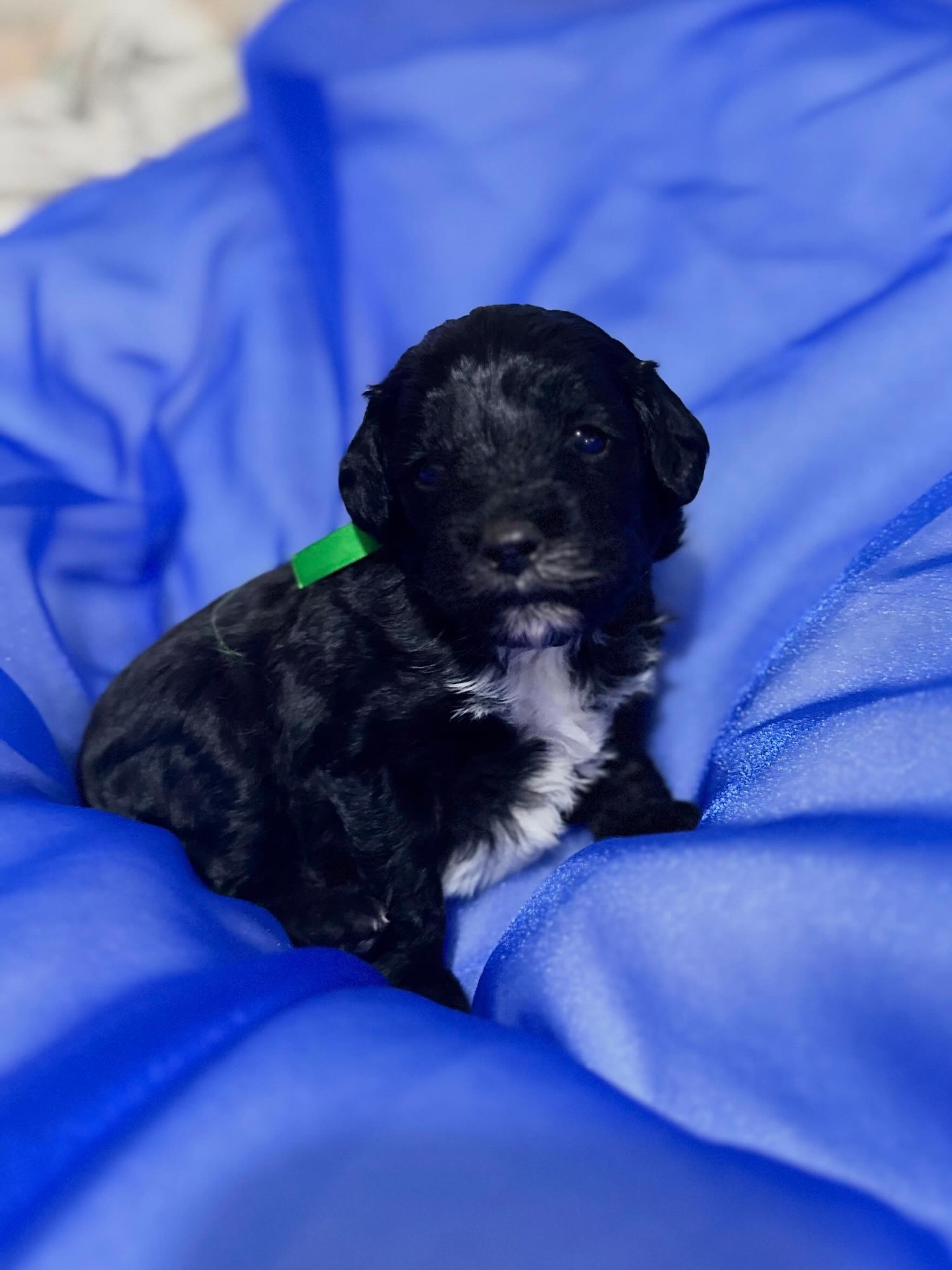 …only four weeks until the new addition to our home arrives. Our new beautiful little spoodle puppy, Bizet. I promise I won’t become one of those “posts about my dog” people. #spoodle #family #pooch #bizet #puppy