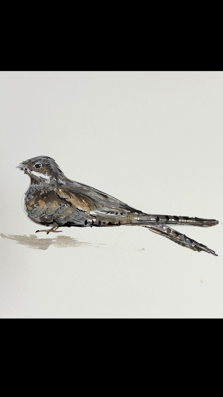Recorded this whilst in my sweltering greenhouse studio ✨
but I thought it would be nice to have some mindful drawing to do whilst keeping cool inside, so hopefully this lil draw-along inspires a few of you to do just that!
Stay hydrated and lemme know what you’d like to see in the next draw with me 🥰
.
Arty bits - @dalerrowney1783 acrylic FW inks
Music bits - Song: sakuracloud - miffy cafe
Music provided by NoCopyrightSounds
.
.
.
#art #drawwithme #bird #drawing #artist @btobirds @rspb @birdlife.international @birdlife.europe @birdinggirlies