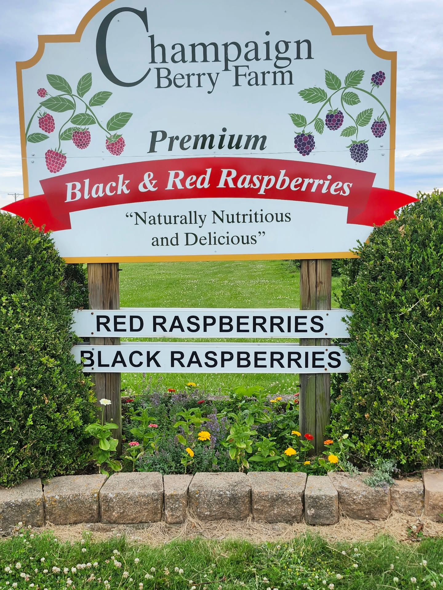 Due to the erratic spring weather, which resulted in damage to our berries, there is NO BLACK RASPBERRY pick your own available on Thursday June 25th. We hope to be able to pick them on Friday June 26th. We will be picking RED RASPBERRIES and PURPLE RASPBERRIES on June 25th -27th and we estimate we will also have them the week of June 29th. PYO price is $7 per pound. We are open Mon-Sat from 8-6. Closed on Sunday. We accept cash, cards, and checks.