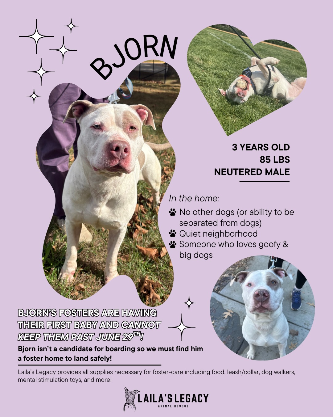 Laila’s Legacy (@lailaslegacy_) is looking for foster homes for two wonderful dogs, and if these two aren’t a fit there’s plenty more in need so please read!!
Thanks to all of you, Jordan found a foster and Rye has a foster conversation scheduled for this week! 🤩🥳❤️
Now we need your help to do the same for the two remaining dogs:
Bjorn & Cash. They each need a new foster home by the 29th!!
if you’re traveling this week could find a temporary foster until you’re back. But we need those long-term foster commitment in order to find a temporary placement! you’ve been thinking about me and just possibly be a good fit for one of these dogs please let us know ASAP!
Neither dog is a good candidate for boarding & are needing new fosters through no fault of their own — only due to their foster parent’s life circumstances. We need our communities help to find these dogs safe places to land! 🚨
Here’s a little bit more about them:
👶 Bjorn has a hard life and after being brutally attacked by an off leash dog is now unable to live with dogs. His current fosters have given him so much while keeping him separated from their resident dogs. They are expecting a baby ANY DAY NOW and cannot continue fostering! Bjorn has multiple committed volunteers to support with dog walks, weekend temp fosters, or day-sits for long work days! —HE NEEDS A NEW FOSTER BY JUNE 29th!
💸 Cash‘s fosters are moving in with family and multiple other dogs and cannot take Cash with them. She has been routinely left for 6-8 hours while her foster worked outside the home and done well not crated. Cash needs a foster without dogs in the home or able to be separated. Her fosters ADORE her and would adopt her if they could, but SHE NEEDS A NEW FOSTER BY JUNE 29th!
If you can foster, please reach out to fostering@lailaslegacyanimalrescue.org or @lailaslegacy_ on social media.
If you can’t foster these three pups but can open your heart and home to a dog (or cat) in need, please still reach out as Laila’s Legacy has other amazing dogs & cats in need of fosters!
Lastly, if you can’t foster please still share and repost this message! It helps tremendously!
❤️