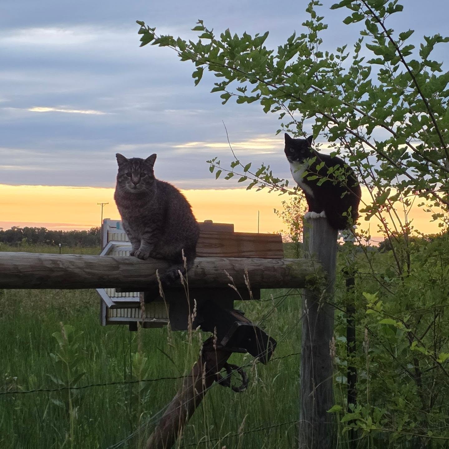 Cats at Sunset
#barncat