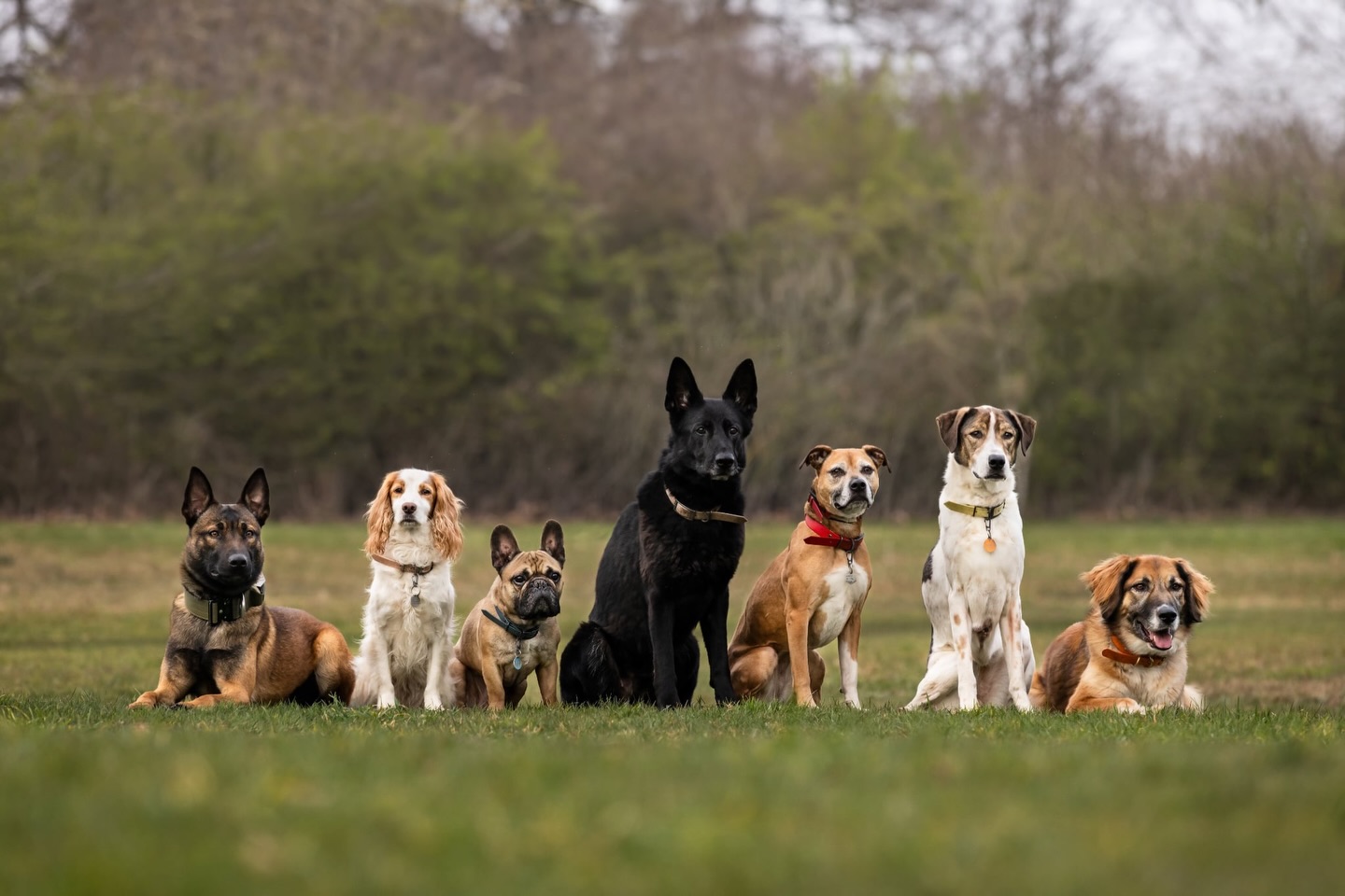 Did you know that 6/7 of our dogs were rescued with behavioural issues?
That’s right - we never intended on having 7 dogs but as trainers who work with incredibly challenging dogs, there is unfortunately often cases who’s homes are not suitable for whatever reason and so rehoming is the best option for both the dog and the family
All of our dogs prior to Vali have all been rescues that we took on because they had behavioural issues that others either couldn’t manage or needed further professional help with
All 6 of them had bite histories on people
3 of them were dog reactive
2 of them had issues with resource guarding
All were in discussions to be euthanised because of their behaviour
All now live a life of freedom and safety
Sometimes dogs fall into our lives and they aren’t perfect but they are exactly what we need. Our pack are not perfect and we don’t expect them to be but to us, they are everything we could have needed and more!
Valinor • Lottie • Pablo • Nova • Peanuts • India •Sansa
📸 @the_canine_lens
If you need help with your dog - drop us a message and we’ll be happy to help!
Holisitchounds_uk
📩 hello@holistichounds.uk
📞 07591576330