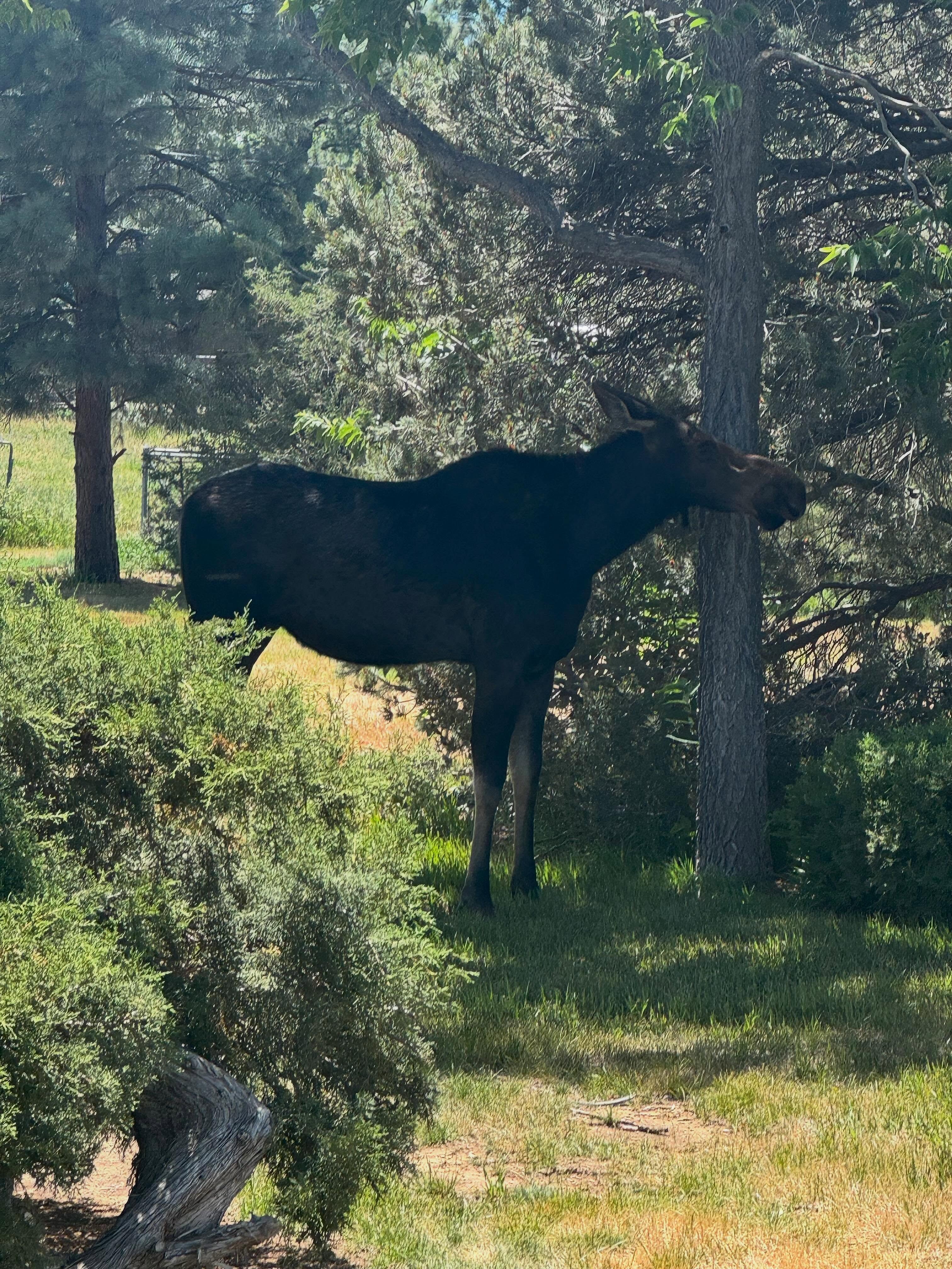 It’s been an exciting week here on the home front! From a moose wandering through the neighborhood to a bear running down our road (startled by our ferocious Ruby 😂) to our nightly visit from the fox, it’s been a full-blown zoo here!