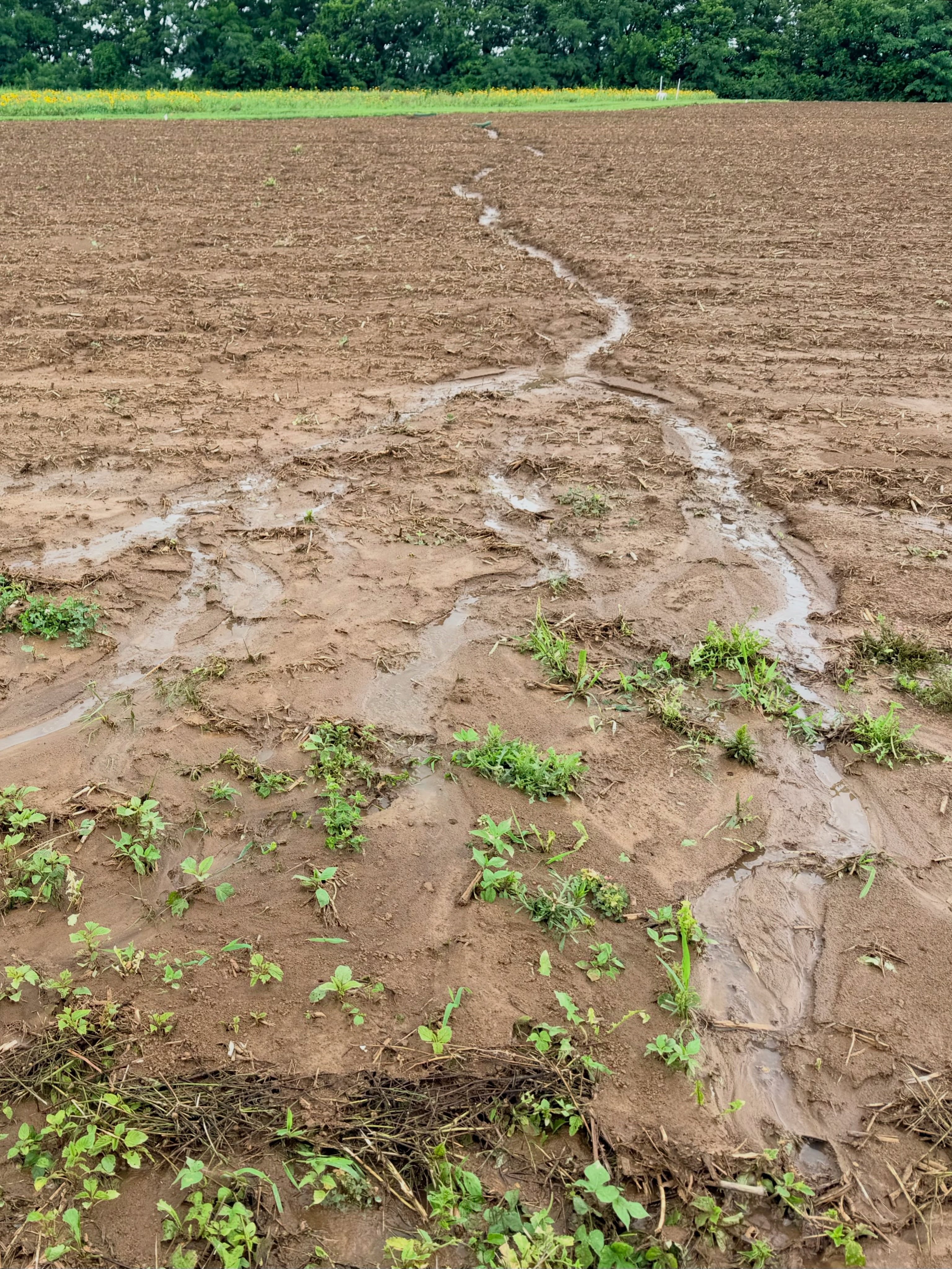 For anyone wondering, we are firmly in the “too much rain” phase of the “never the right amount of rain” year we’re having.
But don’t worry, we have a good chance at re-entering the “not enough rain” phase next week, with the addition of “too darn hot”
In all seriousness, it could certainly be worse - and is much worse for many farmers throughout the country. Not a business for the faint of heart.
#toomuchrain #farmlife #washout