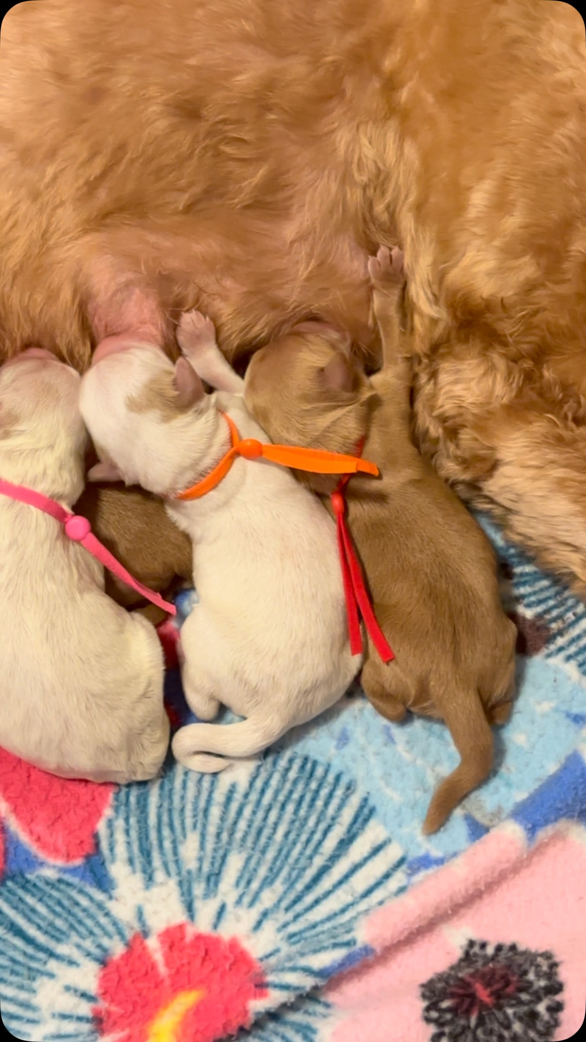 ✨ Welcome to the world, Brie & Enzo’s beautiful litter! ✨
Seven perfect little miracles have arrived—4 boys and 3 girls. 🤎🐾
This litter holds such a special place in my heart because Brie is Aspen’s daughter, making this a truly full-circle moment. Watching generations of these incredible dogs grow and become amazing parents is one of the greatest joys of breeding.
These sweet pups are expected to be medium-sized and, if they’re anything like their parents, they’ll be full of love, gentle hearts, and the kind of personalities that make Australian Labradoodles so special.
Welcome to the world, little ones. We can’t wait to watch your journey begin. ❤️
#alaalabradoodles #foothillslabradoodles #puppylove #australianlabradoodle #puppies