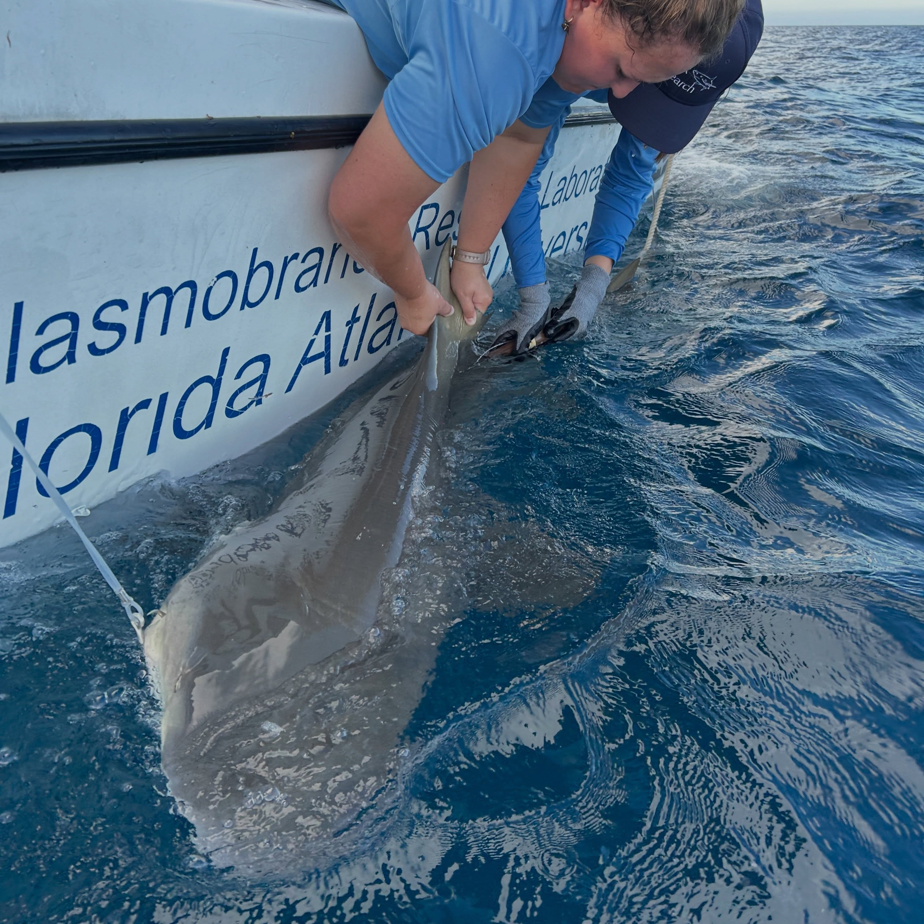 Busy few days. We caught a lemon #shark that @genevievesly09 instrumented with a camera tag. We caught a female bull shark that had extensive fresh #mating wounds around its body. And we caught a large #nurse shark all on the same day. The camera tag popped off the next day and we retrieved it floating amongst the #sargassum not far from where we caught the shark. Thus will provide more great kinematics footage for @genevievesly09 to use in her #thesis research. Great to be back on the water shark tagging again and already looking forward to the next trip. Very grateful as always to @colganfoundation for their continued support of our work. @fauecos @fauscience