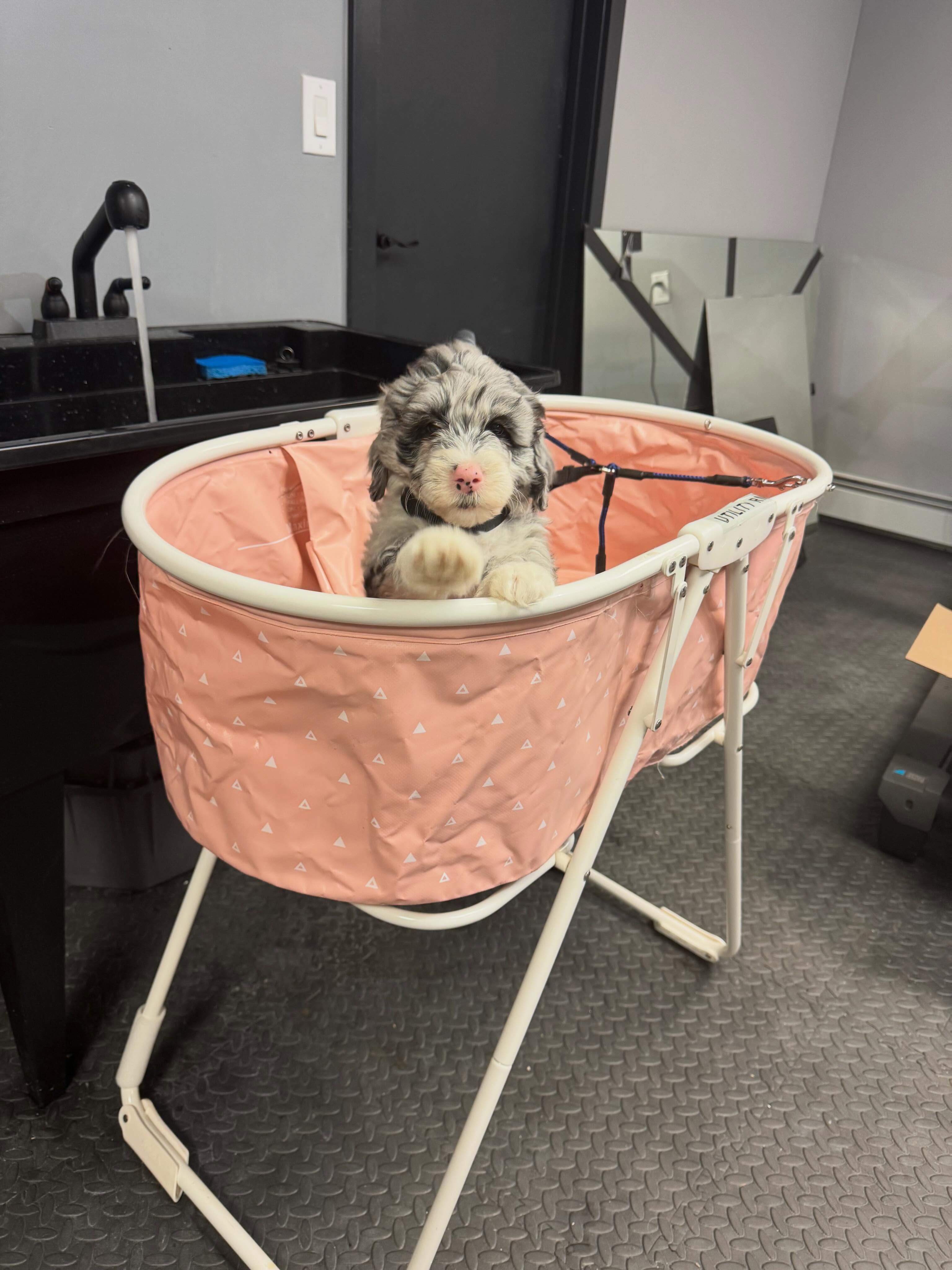 Today Angel had her first bath and she was dropped off at her new home! She seemed happy right away!! She was the first of Violet’s Pasta Party to go home. We do still have one puppy avaliable. Message me if interested. #minisheepadoodle