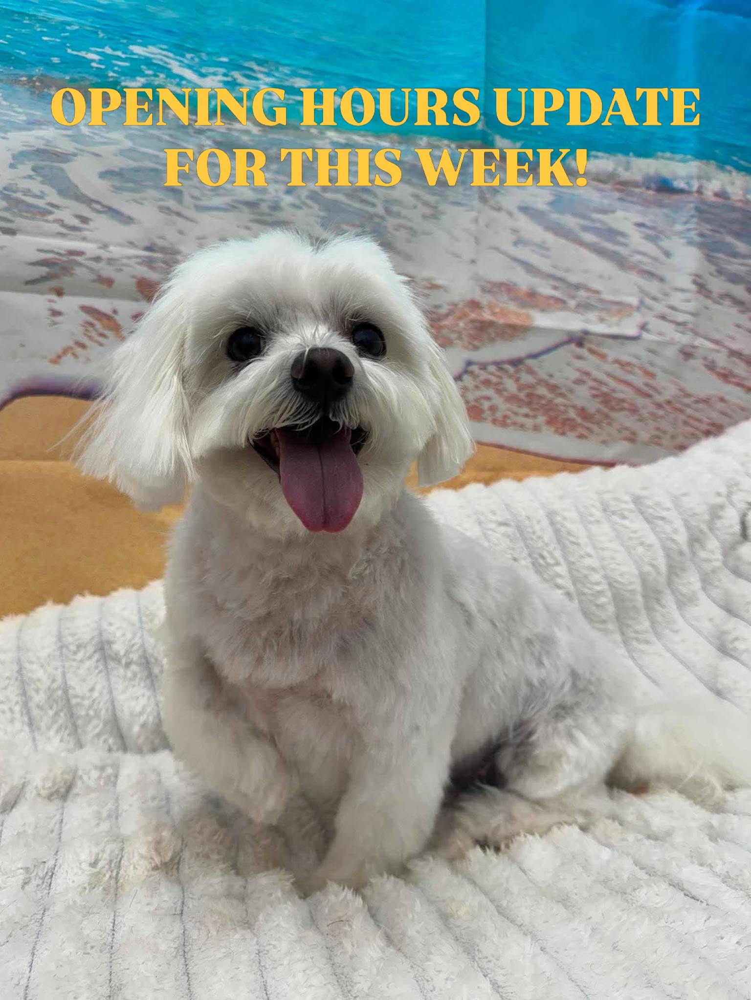 Thank you to everyone booked in this week for allowing us to rearrange your appointments earlier in the day. I’m so glad you all agree it is much too hot for our furbabes! 🐾☀️
⏰ Updated Opening Times For This Week:
Tuesday to Friday: 8:00am – 1:00pm
The Weekend: It looks like it will be cooling down, so we plan to resume our normal hours.
🚗 Heat Safety Reminders:
Keep it cool: Please travel to us in an air-conditioned car and avoid walking your dogs on hot pavements. On scorching days, open windows just circulate trapped, hot air, which won’t keep your dog cool enough.
Toileting: Please don’t forget to toilet your dogs before they visit. A relieved doggo makes a comfortable doggo for grooming!
Home care: Keep them well-hydrated and in plenty of shade.
Stay cool everyone! See you soon. 🧊🐶
📞 01582 353603
🌐 www.royalsdoggrooming.uk
P.S - how adorable is Milo in these photos! 🥰