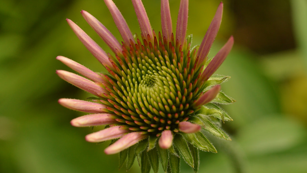 The Frosting on the Gardener’s Cake — uncover the quietly brilliant plants slipping under the radar of public gardens. Ready to add a standout to your beds? Link in Bio
#Gardening #PlantDiscovery #GardenTips #Horticulture #WillowwoodArboretum #PlantLovers