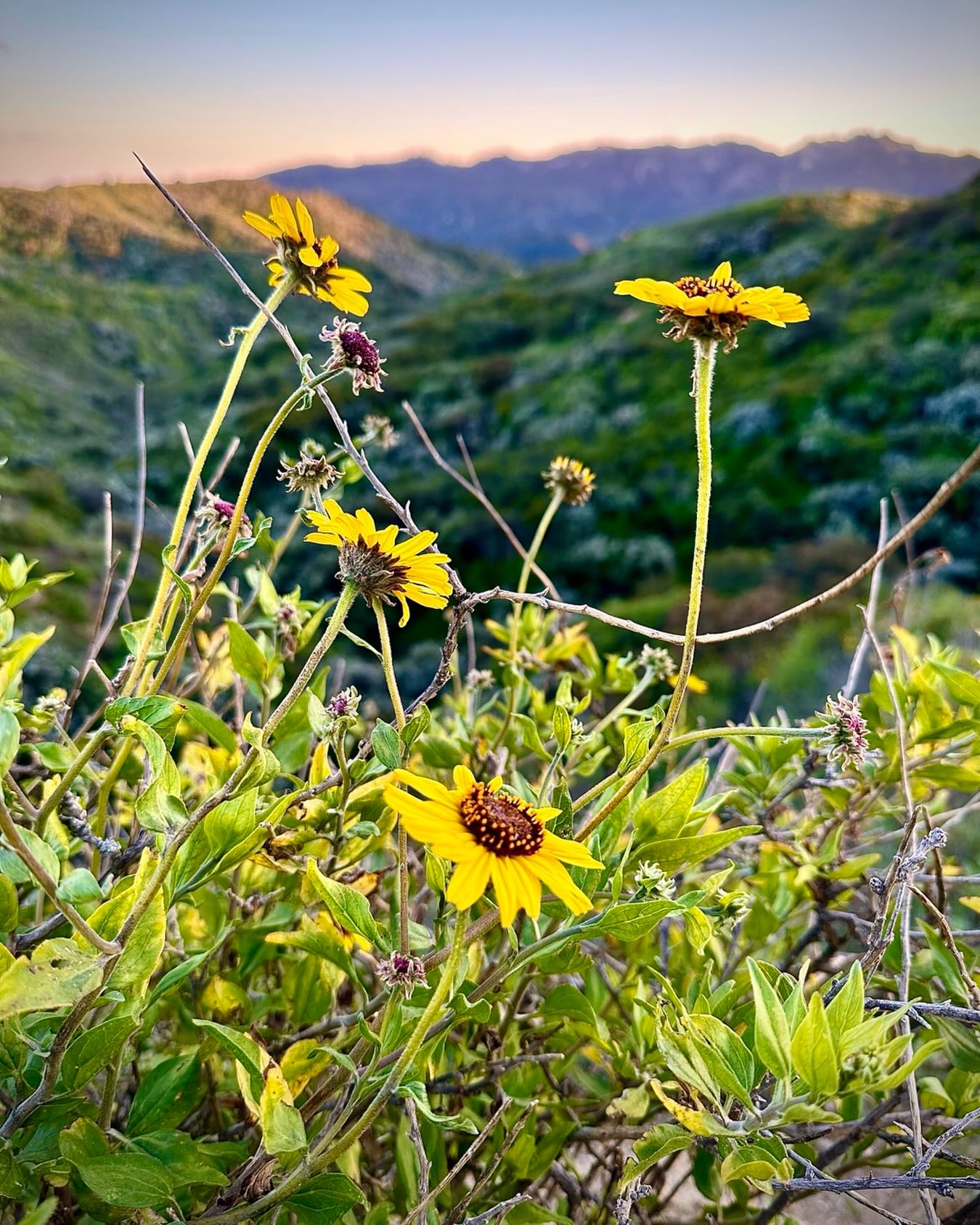 Hello Summer! So nice to be in your warm heart and take in your light! 🙏✨🌞💕🌻
