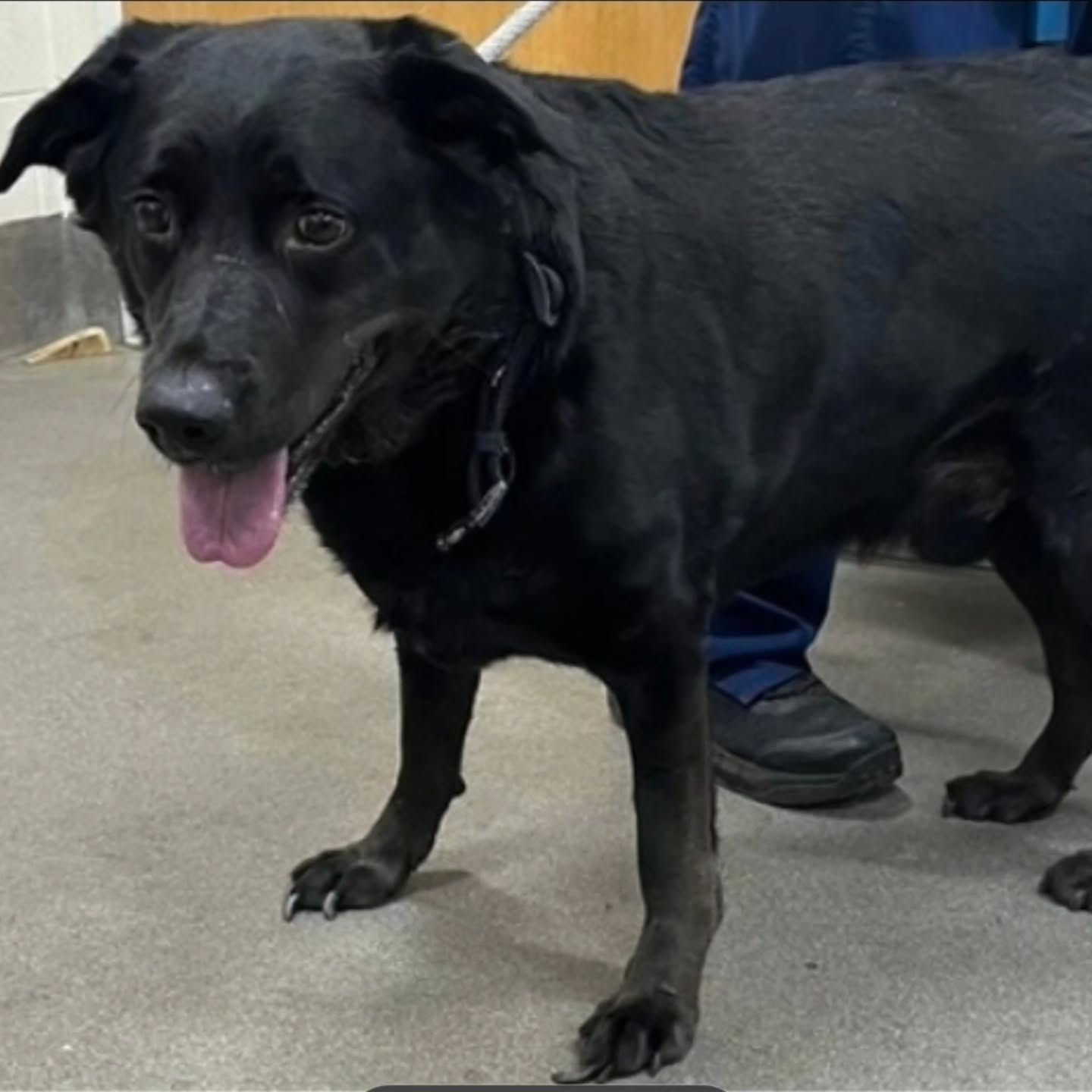 OSCAR
5yo male
Approximately 85lbs
Good with: Children ages 10+ and dogs; cats unknown
Needs: Single-family home and a fence is not required
House trained? Not yet reported
Crate trained? Not yet reported
Status: Needs foster. To apply to foster with Lab Rescue, please see lab-rescue.org/volunteer
Working on: Trading extra fluff for extra adventures
Enjoys: People, cuddles, dogs, and walks
Don't let the name fool you, this Oscar is no grouch! This handsome, extra-huggable fellow was found as a stray and is now searching for a family to call his own. Oscar is a gentle soul who loves people and enjoys the company of other dogs. He's hoping to find a family that will help him continue his wellness journey with a healthy diet, leisurely walks, and plenty of love. In return, Oscar promises endless affection, loyal companionship, and expert-level cuddles. If you're looking for a sweet, easygoing best friend with a heart as big as his adorable frame, Oscar may be your guy!
Lab Rescue adopts dogs to VA, MD, DC, PA, WV, DE and NC with most dogs fostered in MD or VA. Please complete an application at lab-rescue.org/adopt (please see link in bio). #labrescuelrcp #nobetteroptionthanadoption