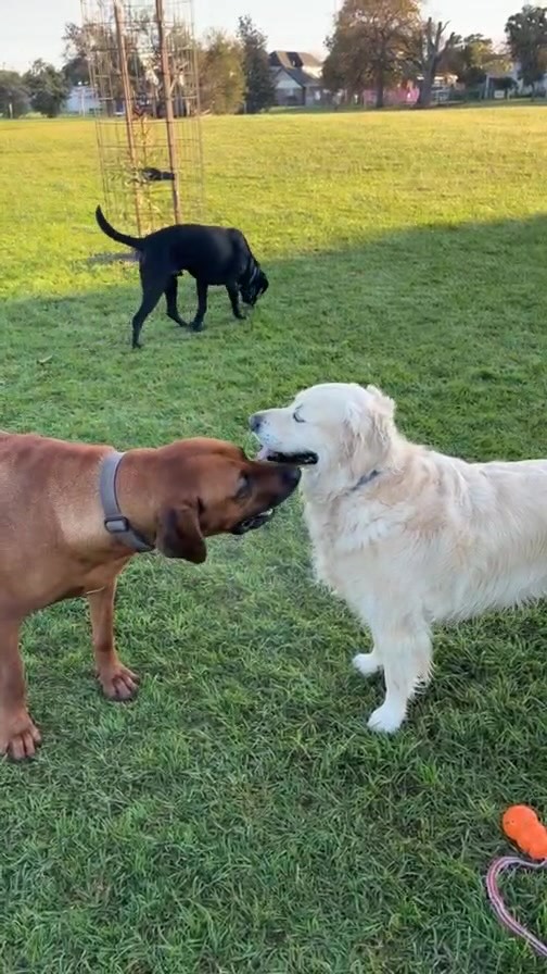 Early morning park runs are the best!
Dew on the grass, the early morning sunlight, the #dogpark to ourselves!
1 #happypack 🐕🐾
#gotyadog#dogwalker #morningtonpeninsula