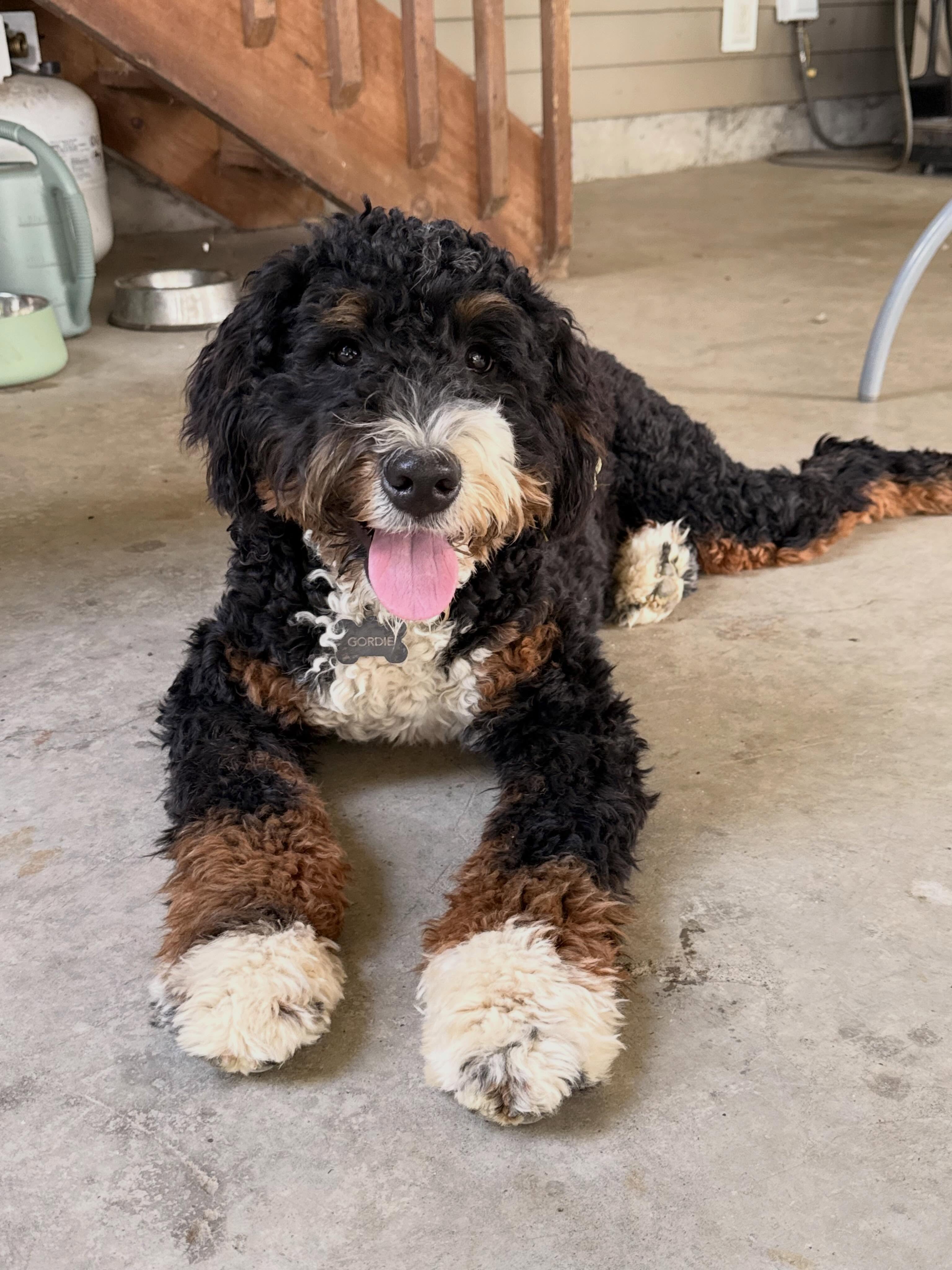 🤩 look at Basil all grown up looking! This stunning multigen Aussie mountain doodle boy will be a dad (pending OFA’s) in 2027.
#amd, #aussiemountaindoodle, #australianmountaindoodle