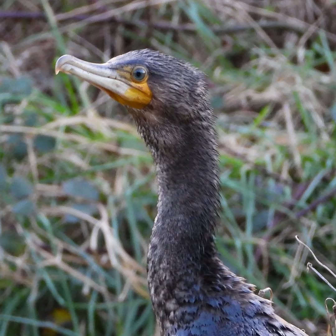 Junior Kawau, young Black Shag, just popped up from a roadside drain, on the hunt for eels.
#karameakawau #blackshag #greatcormorant