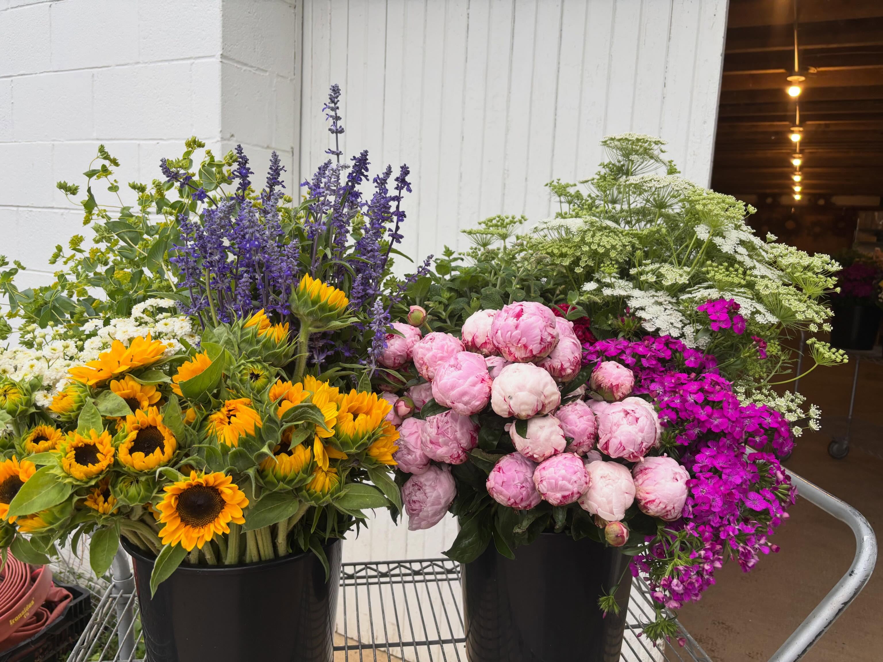 Party Bucket Friday. This week the last of the peonies met the sunflowers and somehow it worked beautifully. We’ve had a banner spring for Party Buckets and I’ve had a great time assembling every single one of them. Thank you to all you partyers! Ordering always begins via the online form on our website, if you’d like to celebrate with Roots flowers.