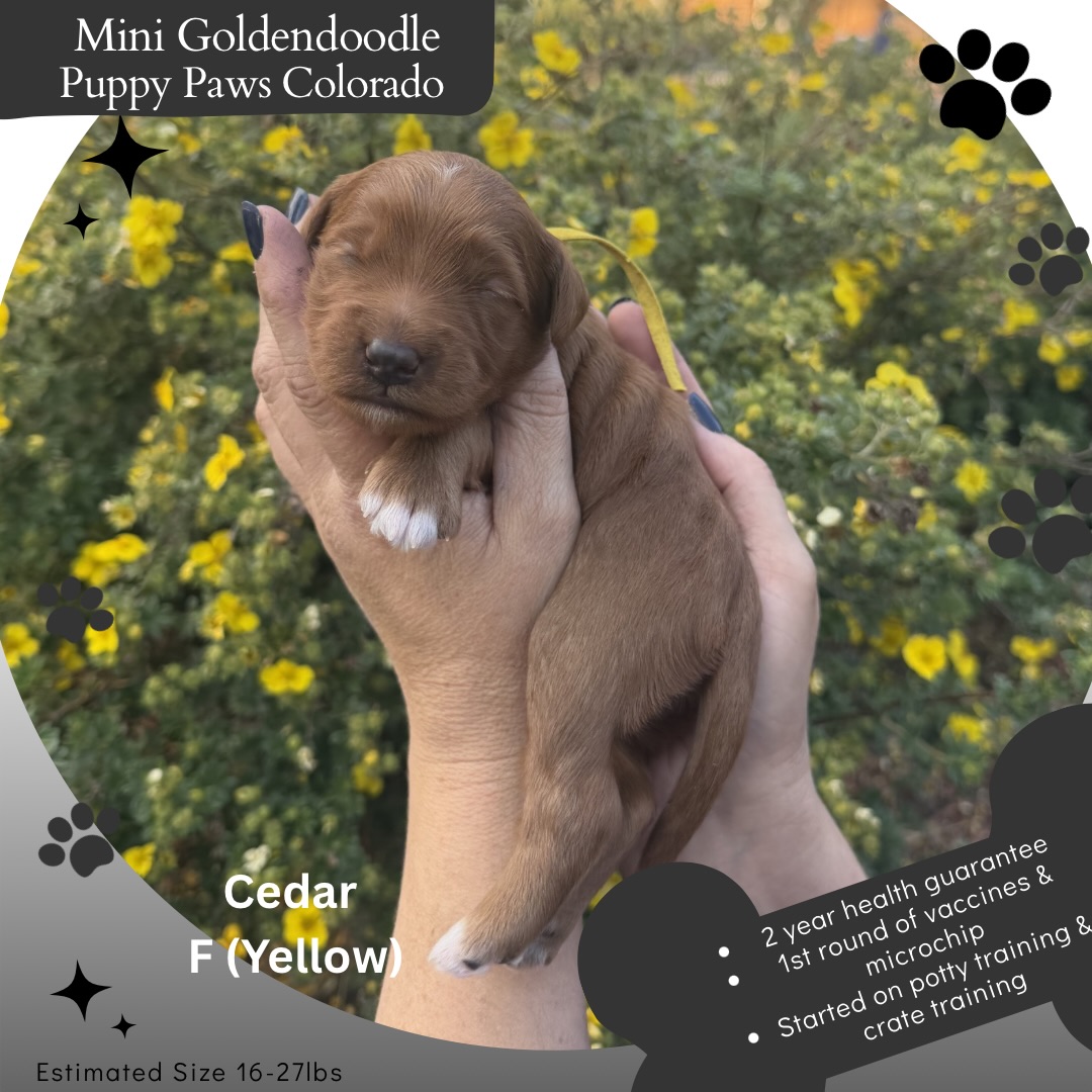 Mini/Toy Goldendoodles’s! #goldendoodle #puppies #puppylove #puppypawscolorado