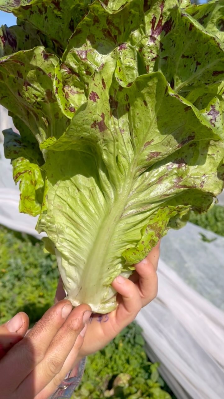 Mayan Jaguar head lettuce. Period. (Salad featured is Mayan Jag, heirloom tomatoes, parsley, scallions, garbanzos, red wine vinegar, olive oil, and salt. Perfect lunch for a hot day.