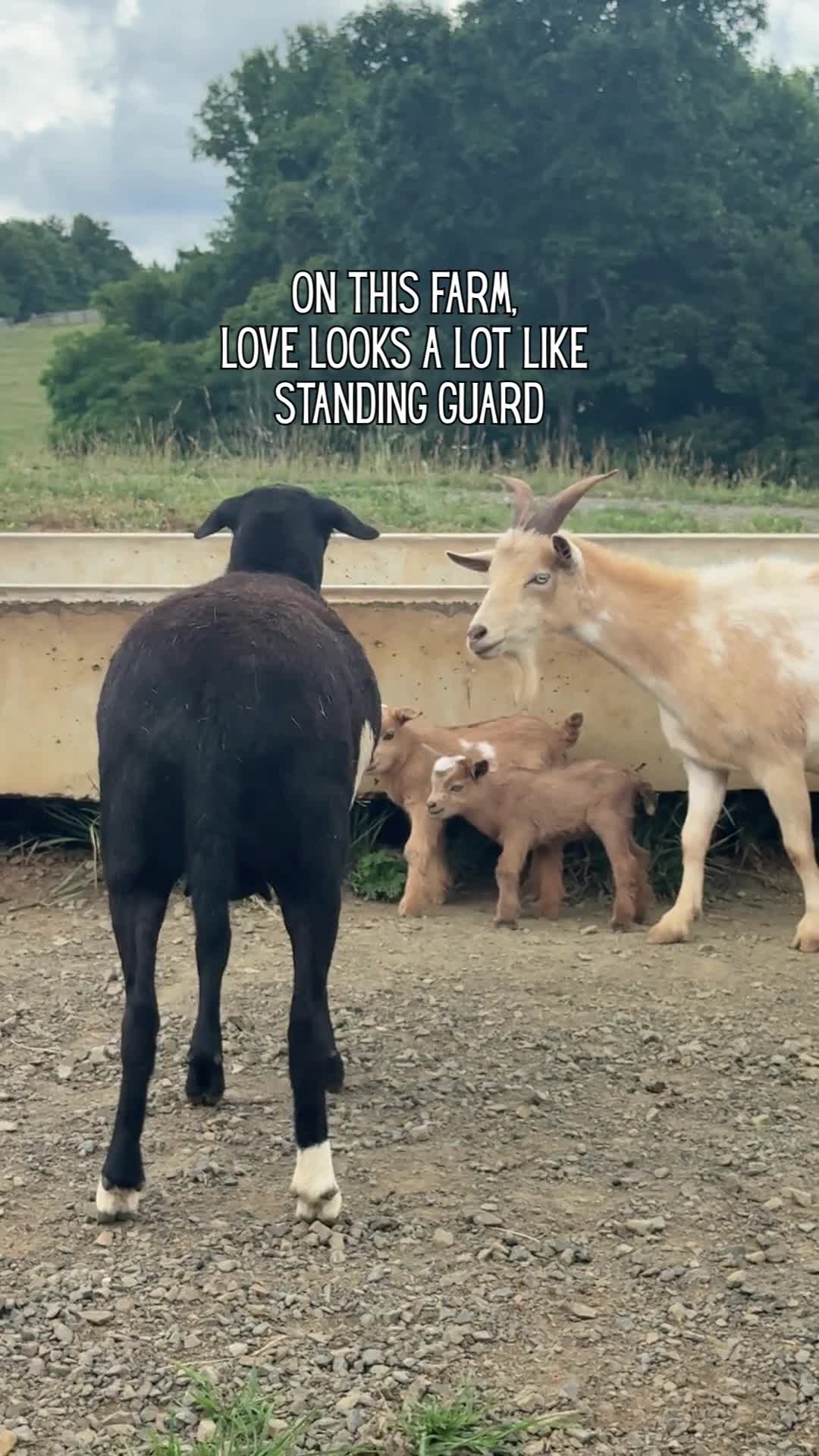 Welcome the newest little bundles of joy on the farm! Momma is always right by their side, keeping a watchful eye. ❤️
ㅤ
#goats #farm #farmlife #animals #homesteading