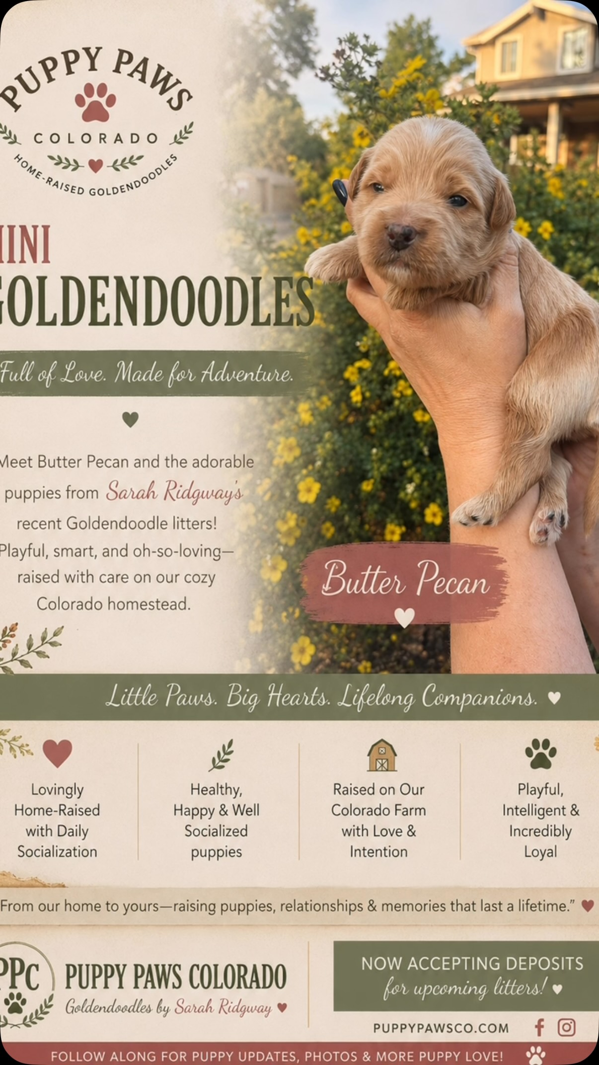 Butter Pecan is one good looking pup! #puppies #puppy #puppypawscolorado #goldendoodle #doodlepuppy