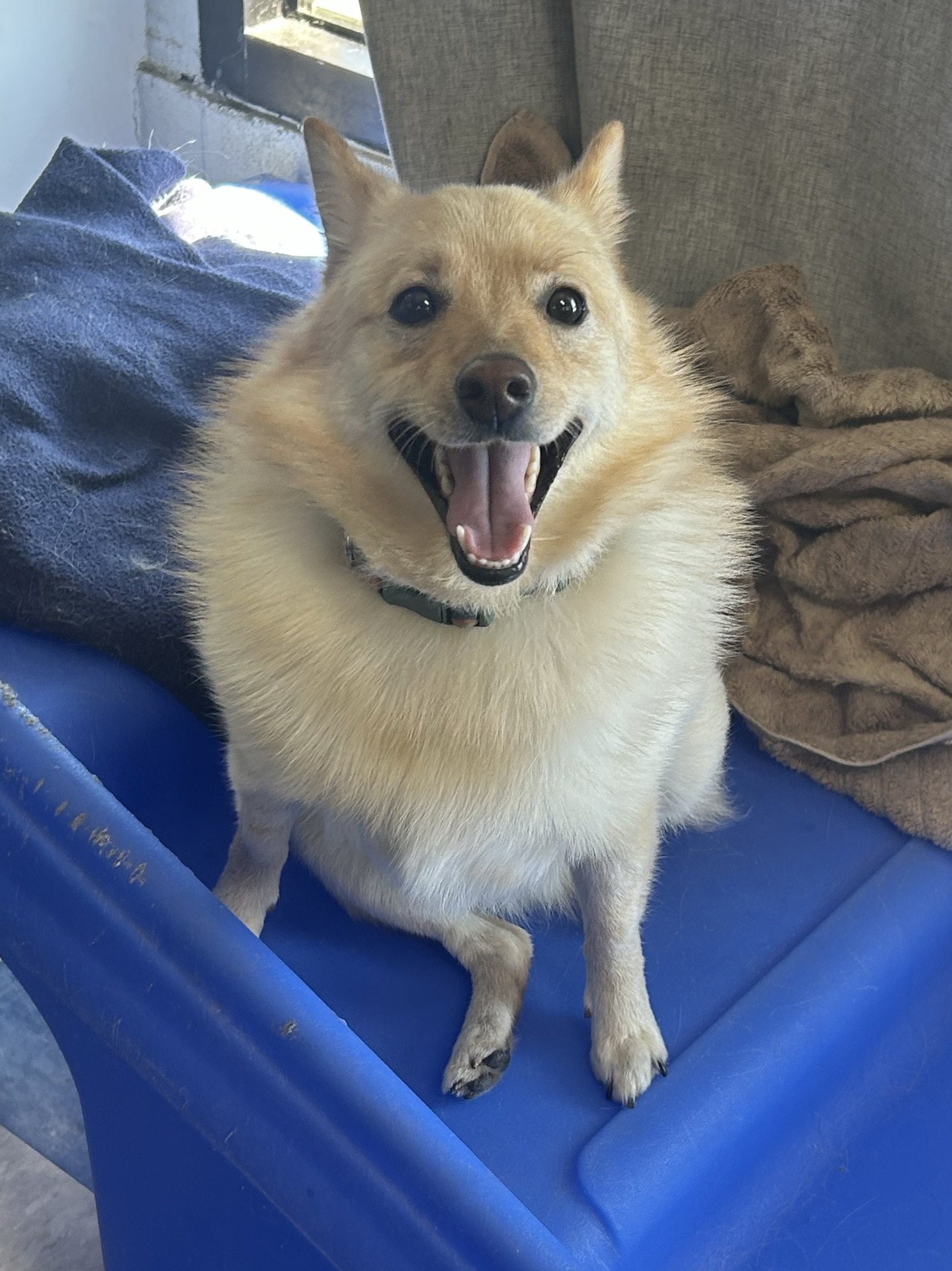 Today’s dogs: thriving. Today’s staff: trying to keep up.