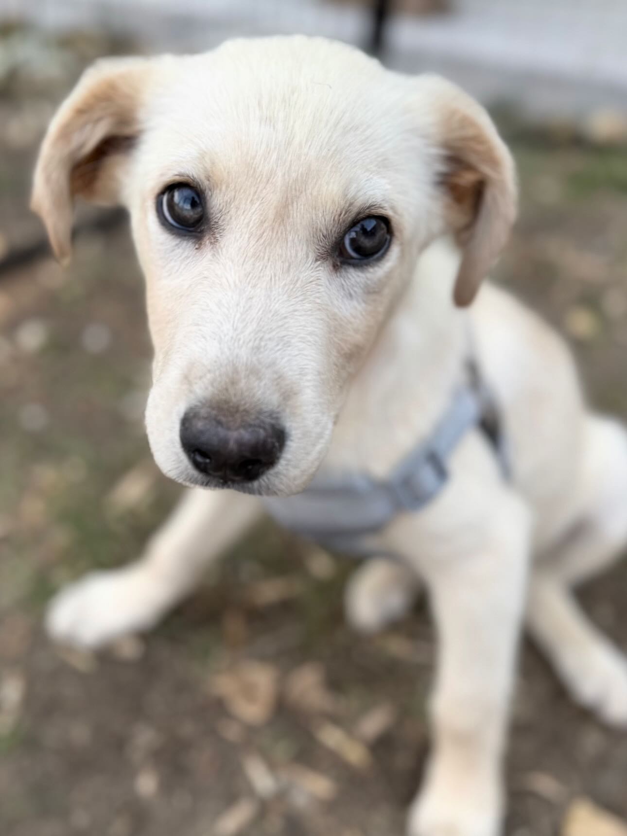 ***ADOPTED***
Pup of the Day: Mickey 3 months old.
This little guy is ready to be the leader of YOUR club and the happiest part of your day! 🐭Mickey’s got that classic golden-hearted, loyal-to-the-bone retriever spirit wrapped up in one happy-go-lucky pup. He’s sweet, he’s affectionate, and he’s ready to make every day feel like the happiest place on earth! 🏰
Mickey started out a bit shy and timid, but his foster family says he’s blossomed with confidence in just the short time they’ve had him. Watching him come out of his shell has been the best part of fostering him!
🐶 Great with other dogs but too little for leash walks just yet — like all our young pups, Mickey follows NPOG (No Paws on the Ground) protocol until he’s fully vaccinated, for his safety.
He’s loving yard playtime, snuggles & being carried on family walks in the meantime! 🦮
Mickey & his littermates were dumped in a field in rural Alabama, but animal control rescued every one of them so they could make the trip to Colorado for their second chance at the good life. Now all that’s missing is YOU!
If you are already an approved adopter and want to meet or adopt Mickey, please contact your adoption coordinator. Or you can fill out an application at mhlrm.com