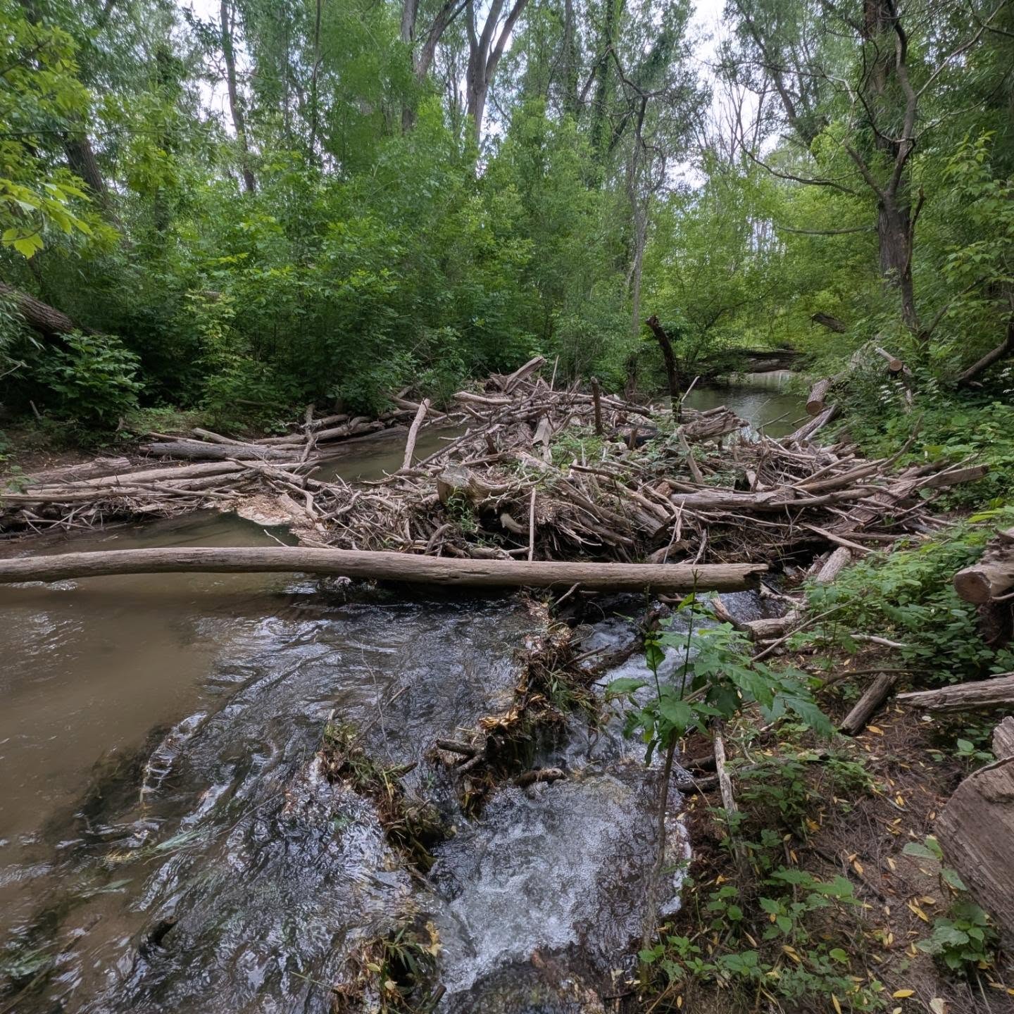 🚧 River Cleanup Volunteers Needed – Georgian Triangle Anglers' Association 🎣
The Georgian Triangle Anglers' Association will be undertaking major cleanup efforts on Silver Creek this July to help ensure a successful salmon run this fall.
Work will focus on removing:
•Downed ash trees
•Garbage and debris
•Other large obstructions blocking fish passage
🗓 Timing: Planned for the 3rd or 4th weeks of July (exact dates to be confirmed)
These efforts are critical to restoring natural flow in Silver Creek and allowing salmon to move upstream during the fall run.
💪 Volunteers will be needed!
Please stay tuned for upcoming posts with:
•Specific dates and times
•Meeting locations
•Volunteer sign-up details
Your help can make a real difference for Silver Creek and its fish populations!
#salmon #creekrehab #stewardship #Conservation