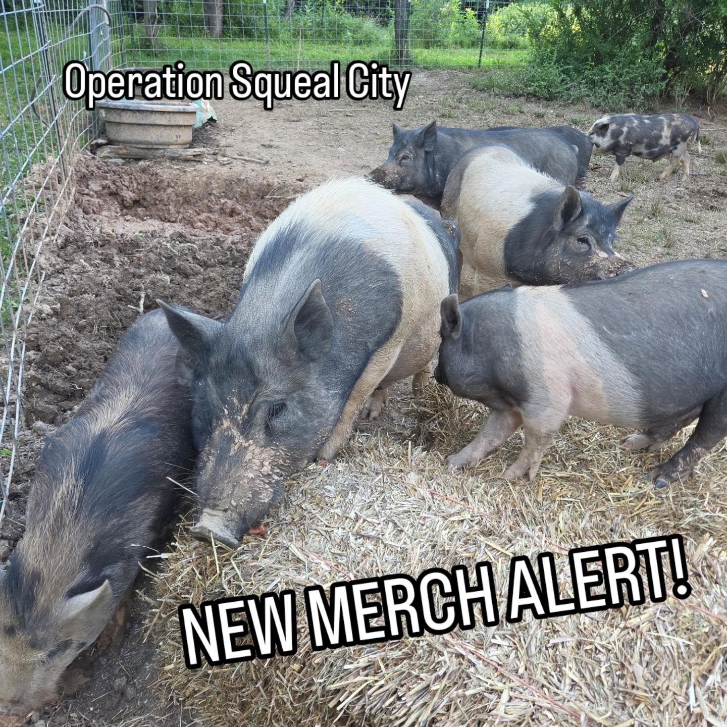 Get your merch and support our newest 66 pigs 🐷👕🤩 Tshirts plus a new Pittsburgh classic... the Terrible Sowel! Every dollar helps pay for our upcoming 35 neuters scheduled through the end of July.
We have multiple appointments at three different vet clinics, so at $250+ per pig.... we need to raise at least $8800 this month! Both are $25 each and deliver directly to your house.
The Terrible Sowel is only available for 9 more days so grab one quick and show your support for your favorite yinzer rescue. Links are in our profile:
bit.ly/OperationSquealCity-shirt
bit.ly/terriblesowel
#operationsquealcity #animalrescue #animalsanctuary #piggy #oink