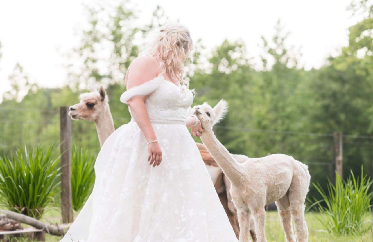 We brought our mini shoot to life with the farm's gentle alpacas—soft fleece, golden light, and calm handlers guiding every pose. Couples slip into candid moments between vows while families laugh as alpacas nuzzle for the camera. Props are sanitized and sessions feel relaxed and effortless. Book a photo-ready alpaca interlude at our Mocksville farm and make your wedding or family day unforgettable. Link in bio 📸🦙🌿
How would you pose with an alpaca? Tell us below!