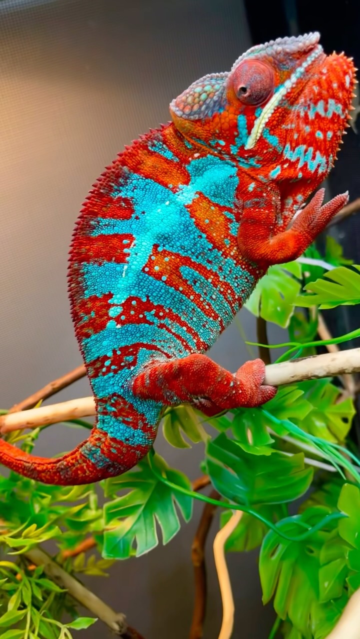 RBBB (Red Body Blue Bar) is hands down our favorite Ambilobe color morph over here at Highlighter Chameleons🔥🔵 #fyp #pantherchameleon #chameleon #ambilobe #reptilesofinstagram