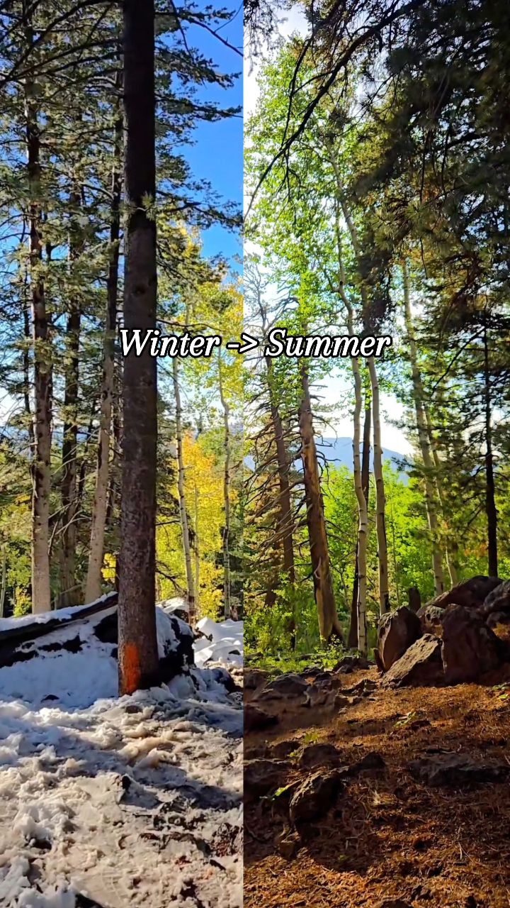 Kachina Trail 📍Flagstaff Arizona
Each passing year, the snow melts, the leaves return, and life starts over again. Same trail, different season. Everything changes, yet somehow everything remains the same.
Follow @Littleredtravels for more Arizona hiking inspiration ✨️ 🥾
hikes - day trips phoenix - travel - outdoors - nature - alltrails