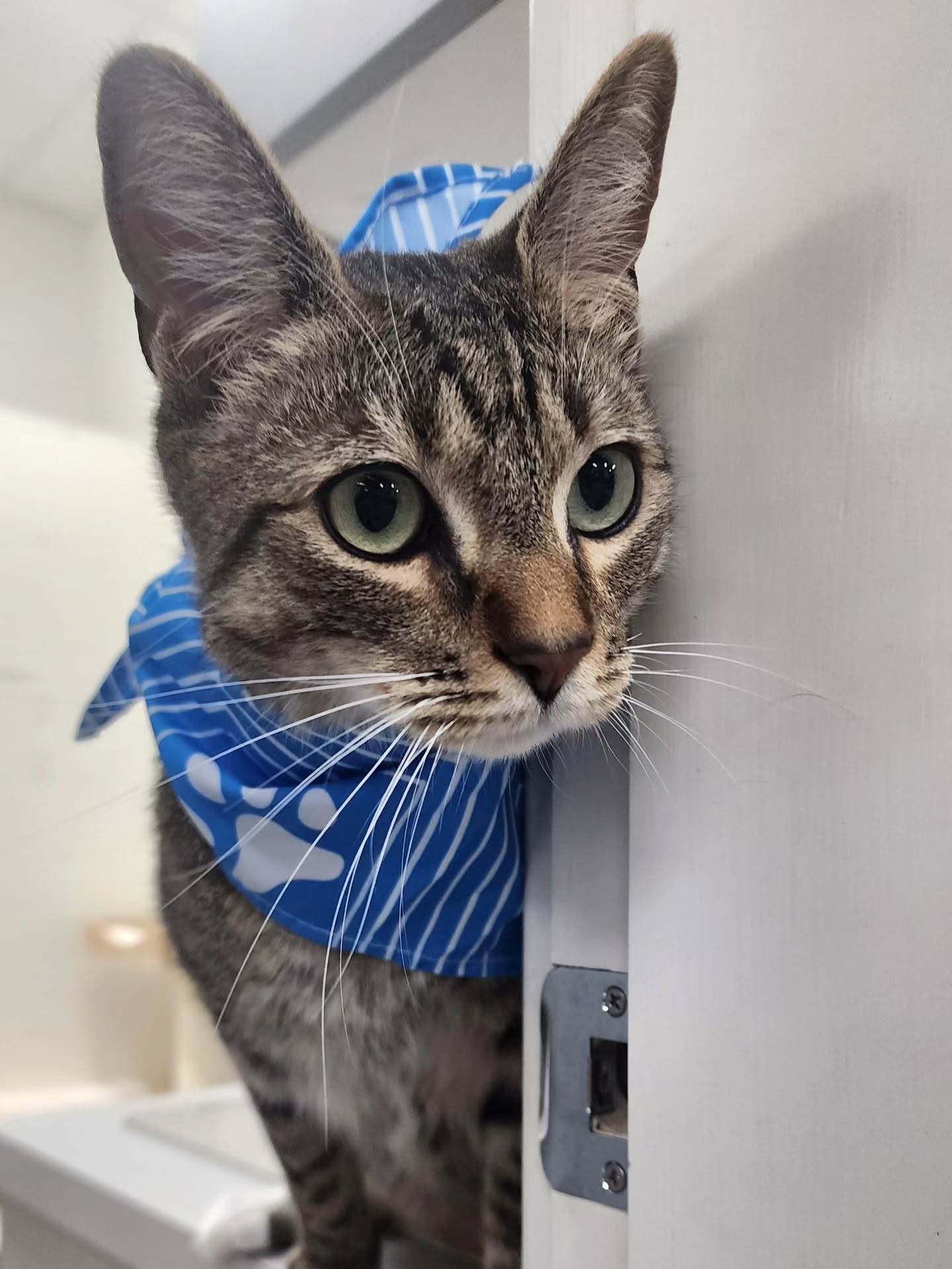 Happy Sunday from our very handsome and affectionate boarder, Jack! 😺