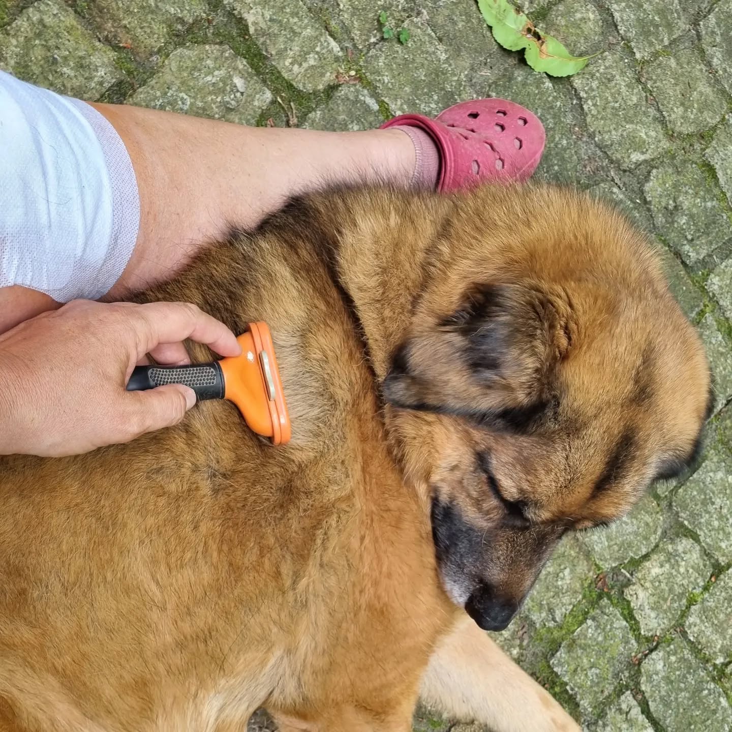 Kuschelkämmmmmmen 🥰🫠 kleiner Schnuffel genießt's und ist wieder 6 Monate alt 🤭🥰