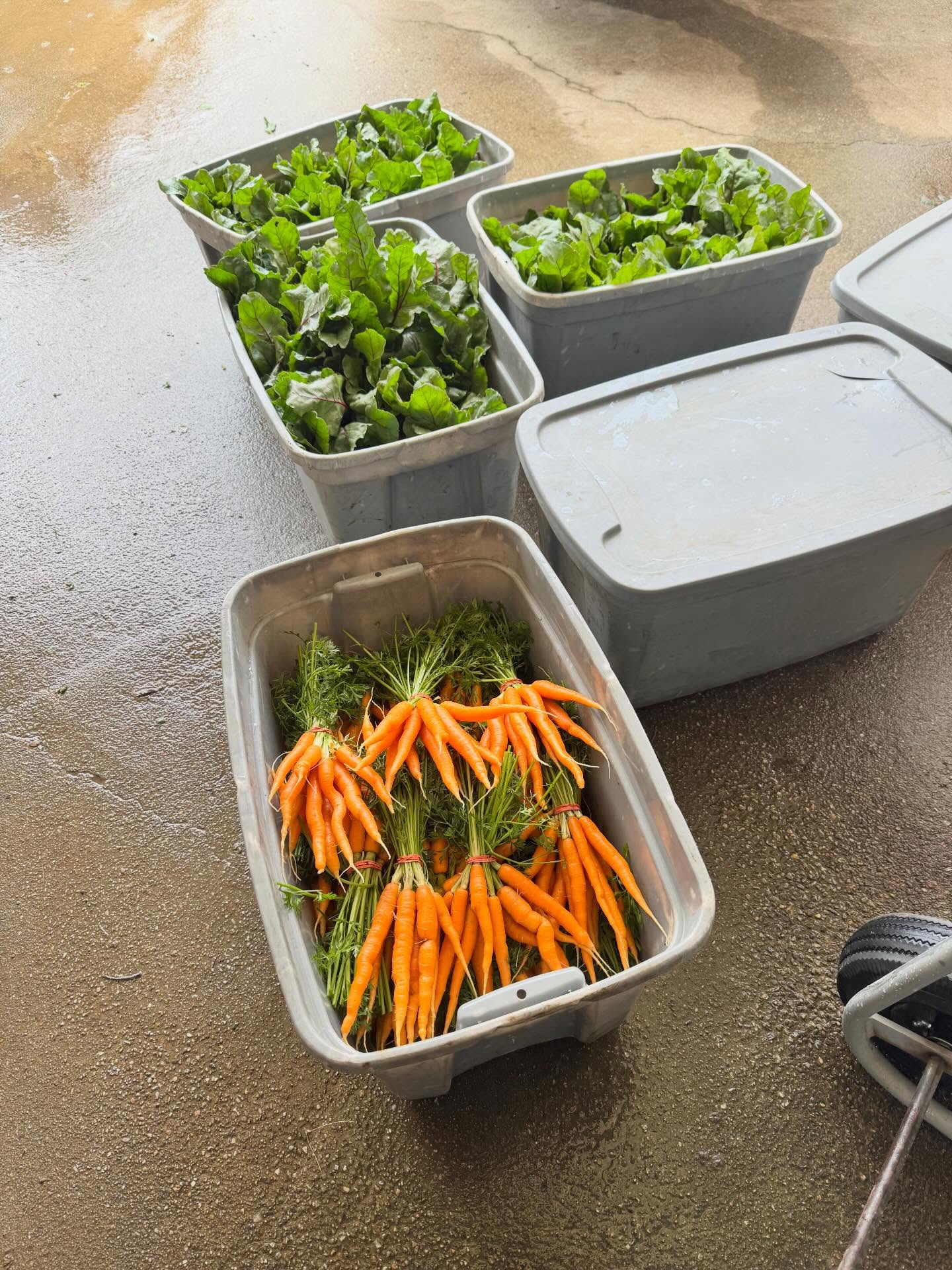 Market prep for tomorrow! @maynardfarmersmarket