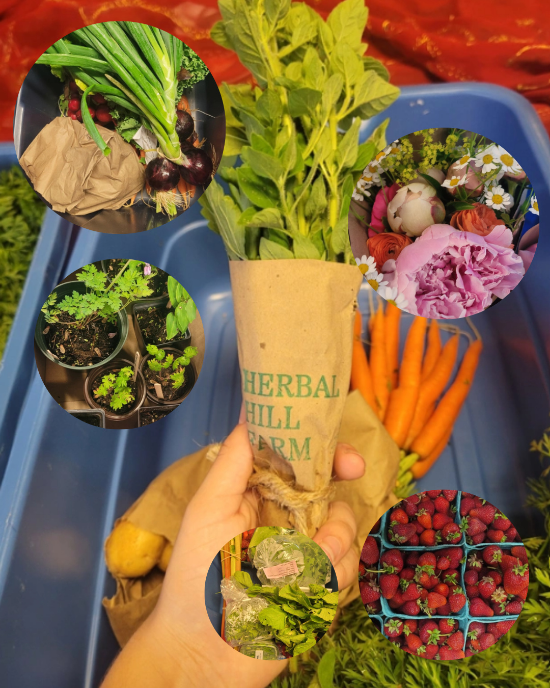Ordering for the week is now open!!🌱🌻✨️☀️🌾🍓
Check out our selection of fresh valley produce and fulfill all of your grocery needs!
Use Code NSLOYAL10 for 10% off all of your orders!🍎🥒🥕🍓🫛
Highlighted products this week include:
🌱Golden & Regular Beets from What on Earth Farms
🌱Beef Soup Bones & Lamb Shoulder Roast from Cape Views Farms & Sons🐄🐑
🌱Green Leaf Lettuce from Steadman Road Market Garden🥬
Items on sale this week include:
🌱Body Soap, Natural Facial Care Soap & Dog Shampoo Bars all from Lodestone Soap Co.🫧🐕️
#wolfvillefarmersmarket #wolfville #annapolisvalley #novascotia #farmersmarket #wfm2go #shoplocal #eatlocal #buylocal #supportlocal #freshproduce #community #letsdothis