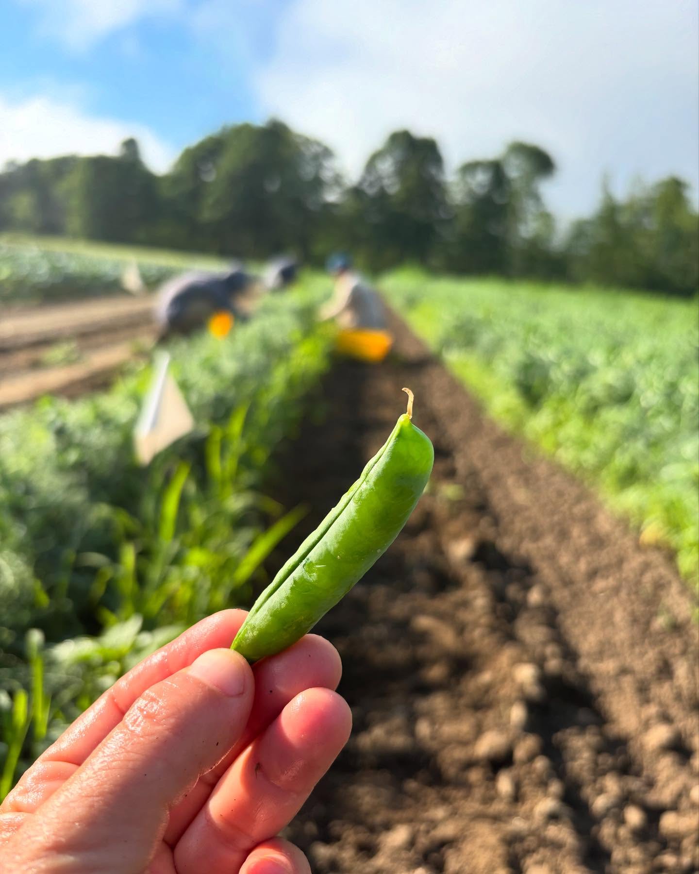 Peas! First day for #shellingpeas
:
#longviewfarmstand #nhfarming #eatwiththeseasons