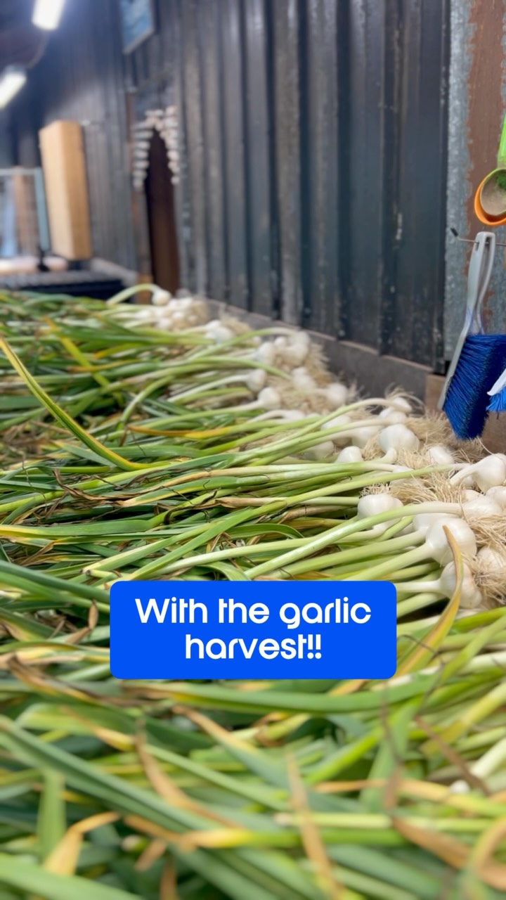 The part of farming folks don’t really see is the timing of things. This week we harvested the garlic we use in our wreaths for Christmas. But the full story is that we planted this garlic in September of 2025 for it to be ready for the wreaths we will make in December of 2026. Every crop we plant, prune or manage has a similar timeline of production requiring 8-15 months lead time of planning, ordering seed, seeding, transplanting, weeding, and pruning before it ever gets to harvested and sent to market. It’s all about logistics!!!#walkingwindfarmandflorist #