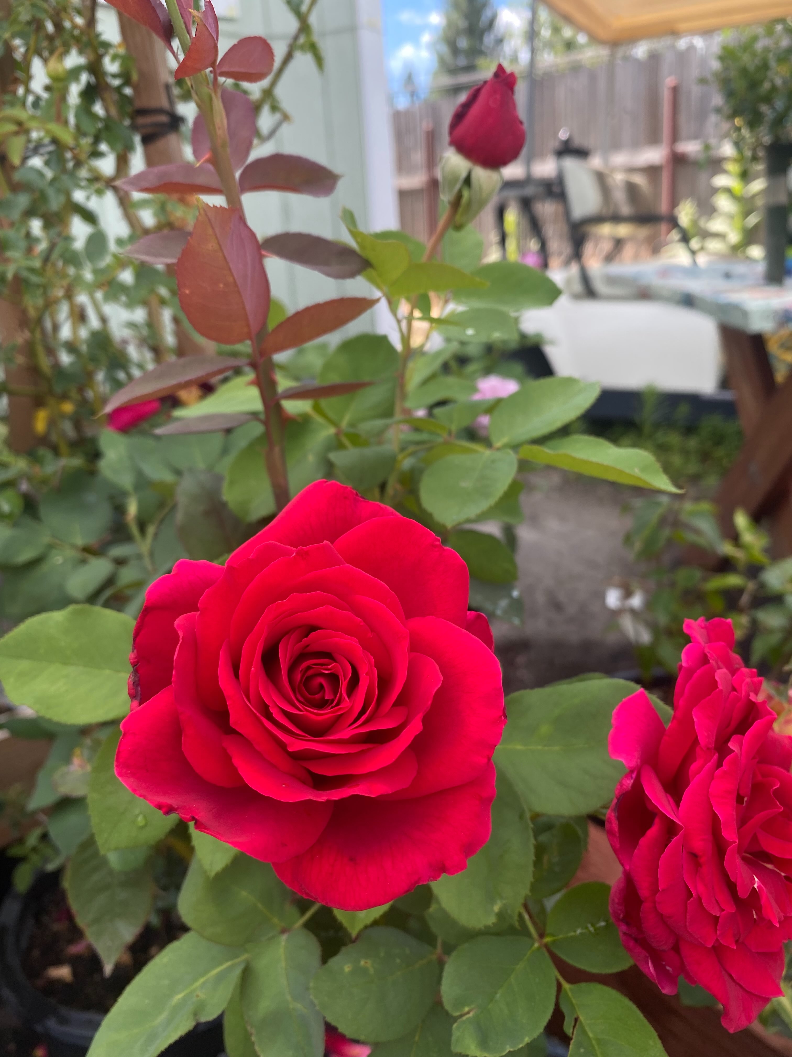 Taking an opportunity to show off our roses that are going crazy right now🤩 we hope everyone is enjoying a happy and safe weekend 🌹
Open: Thursday-Monday // 9am-4pm