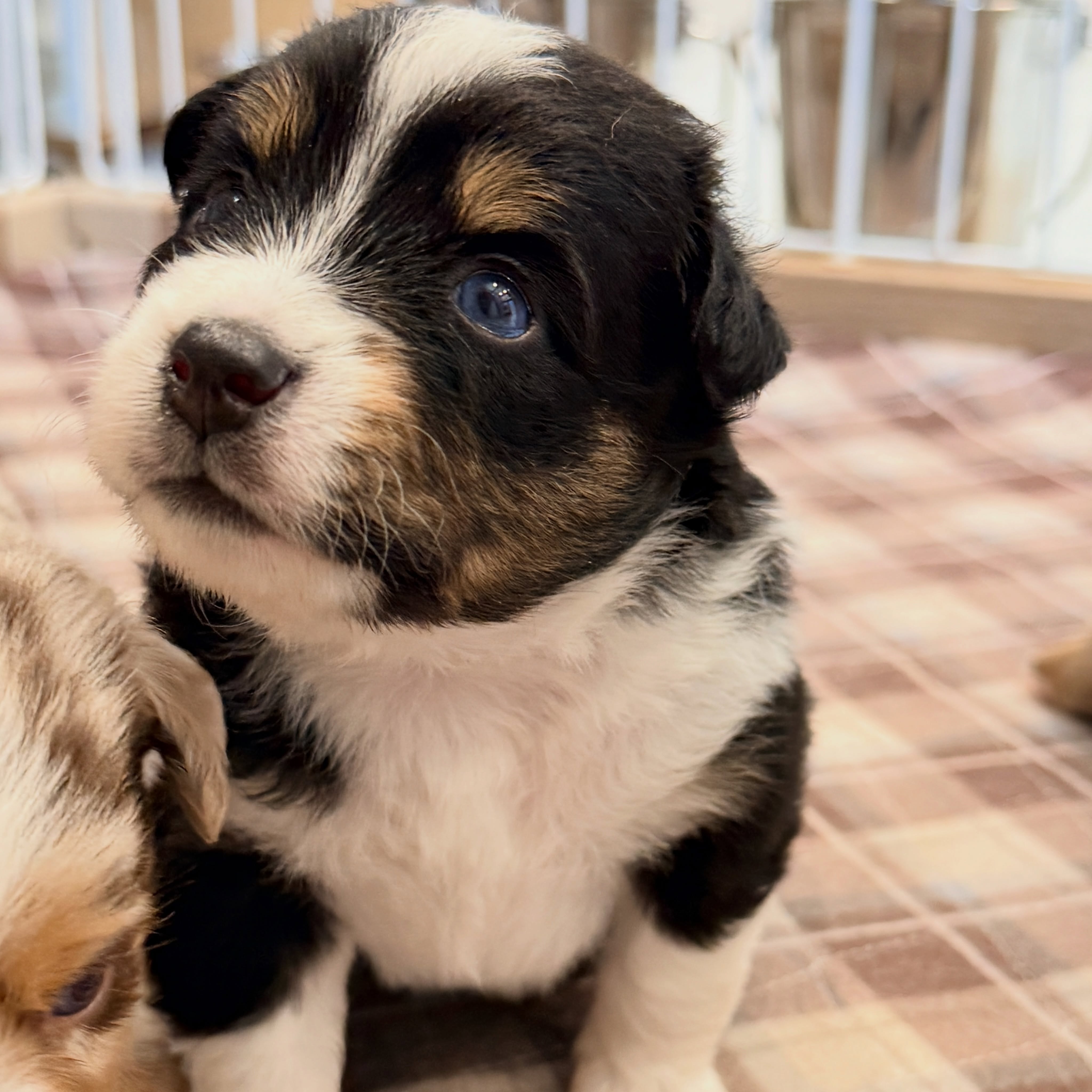 Oh those Blue Eyes 👀 💎 love it!
.
.
#blueeyedaussie #miniaussiepuppy #sunsethillminiaussies