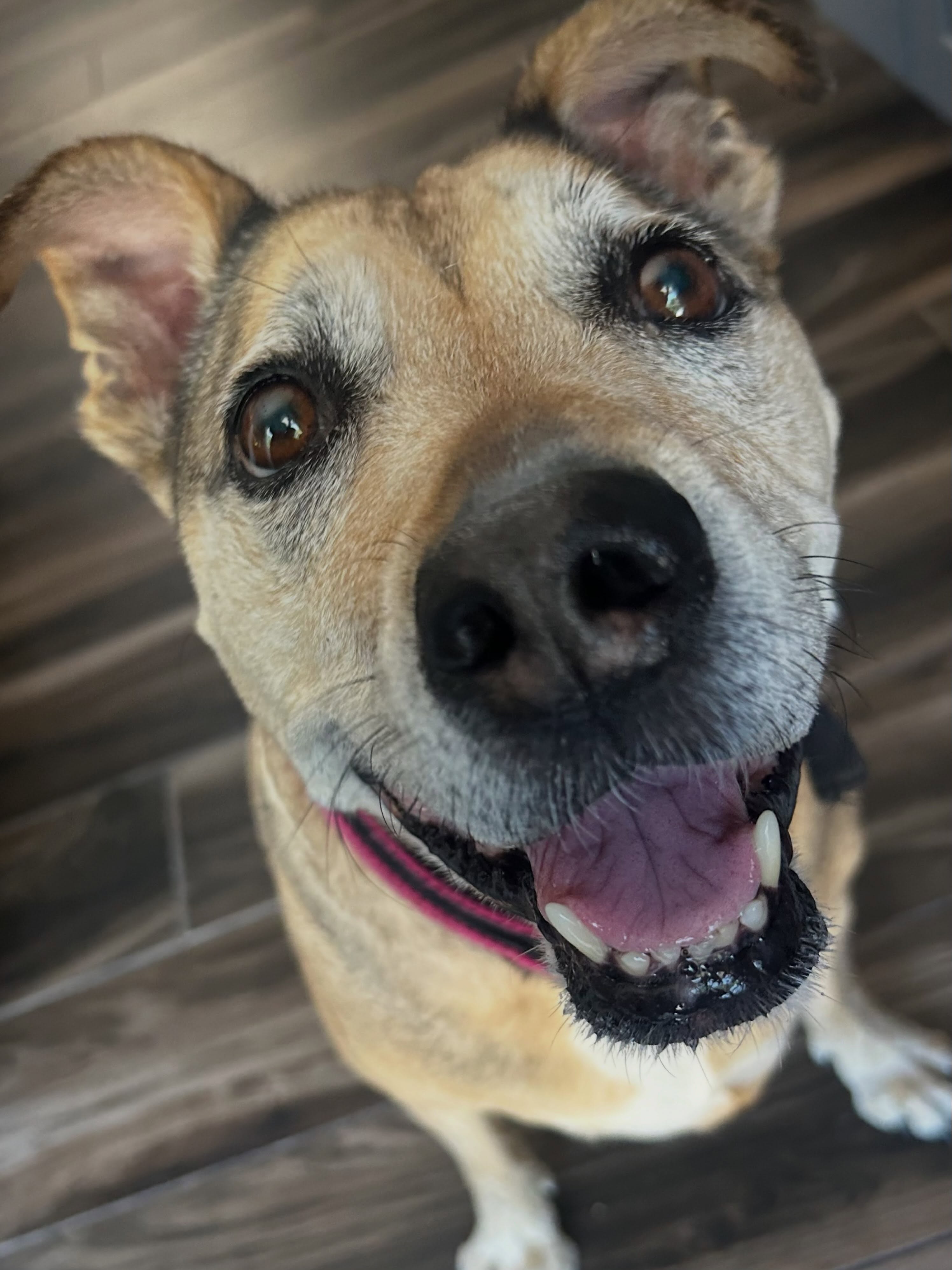 Sweet Sadie would like to wish everyone a #happyfriday and a Happy 4th of July Weekend! ๐พ๐