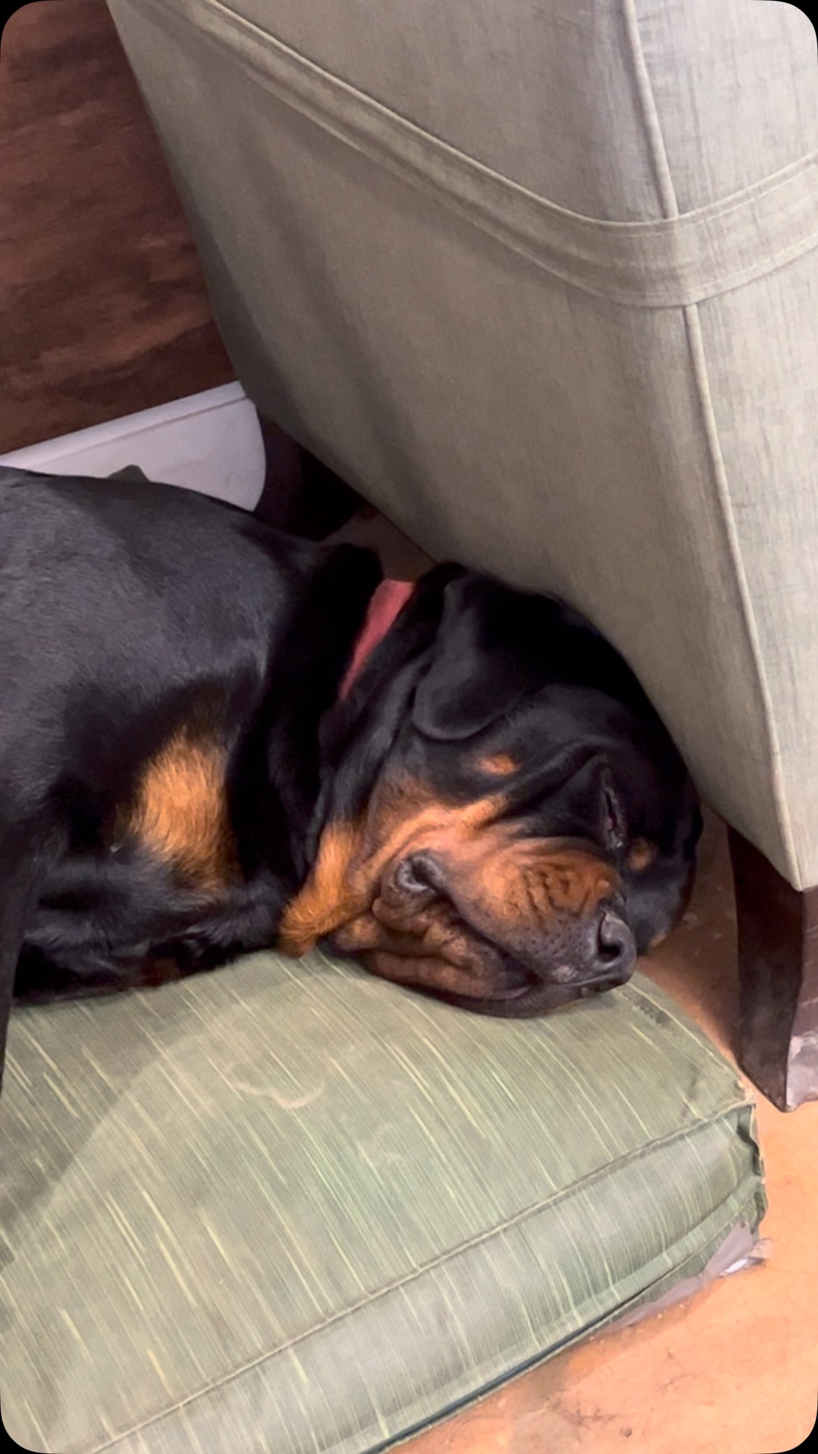 Não importa quão cansado vc esteja, nunca estará tão cansado quanto um rottweiler que não fez nada o dia inteiro 🤣 Darwin 🐾
