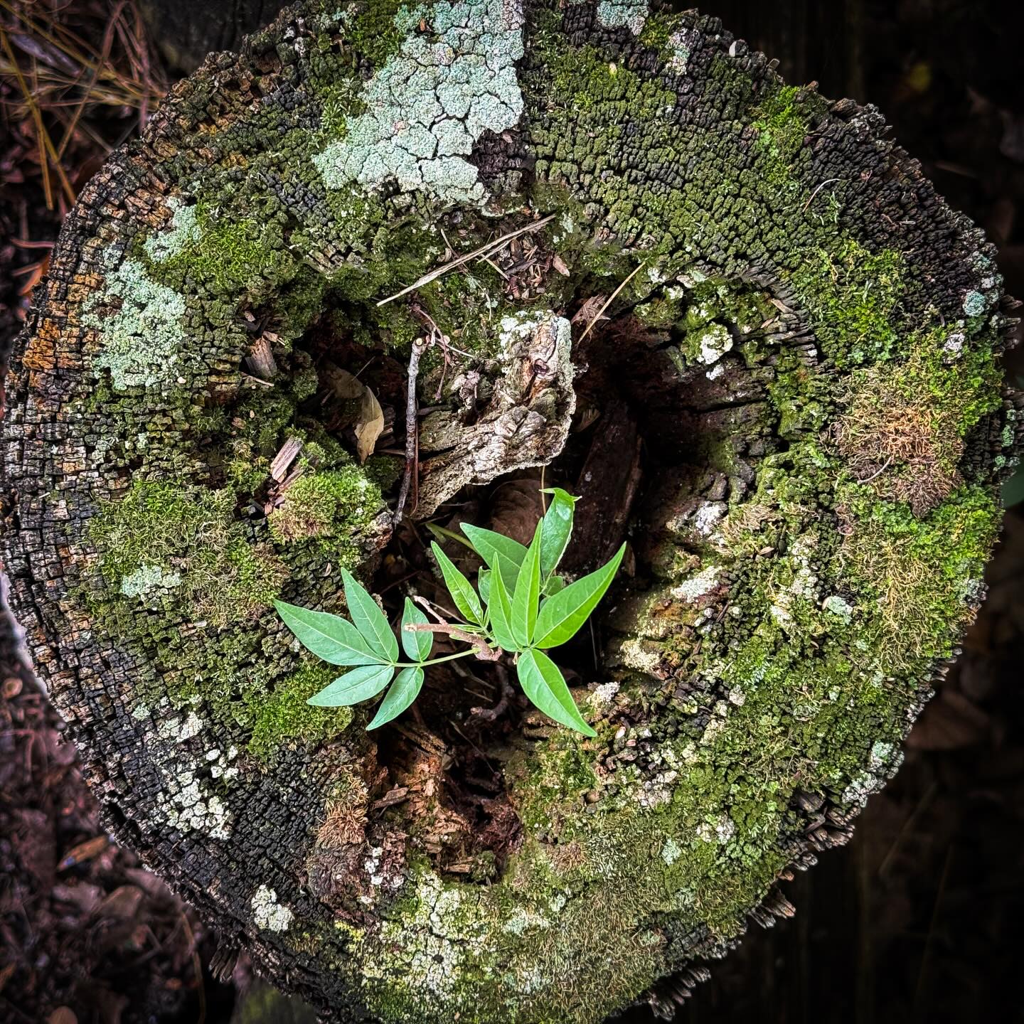 “…life, uh, finds a way.” #MaryvilleTN