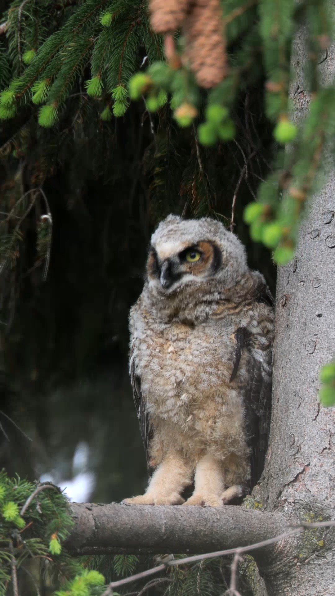 Jeune grand duc d'Amérique 🦉
Philippe DE-BRUYNE© Mon regard sur la nature