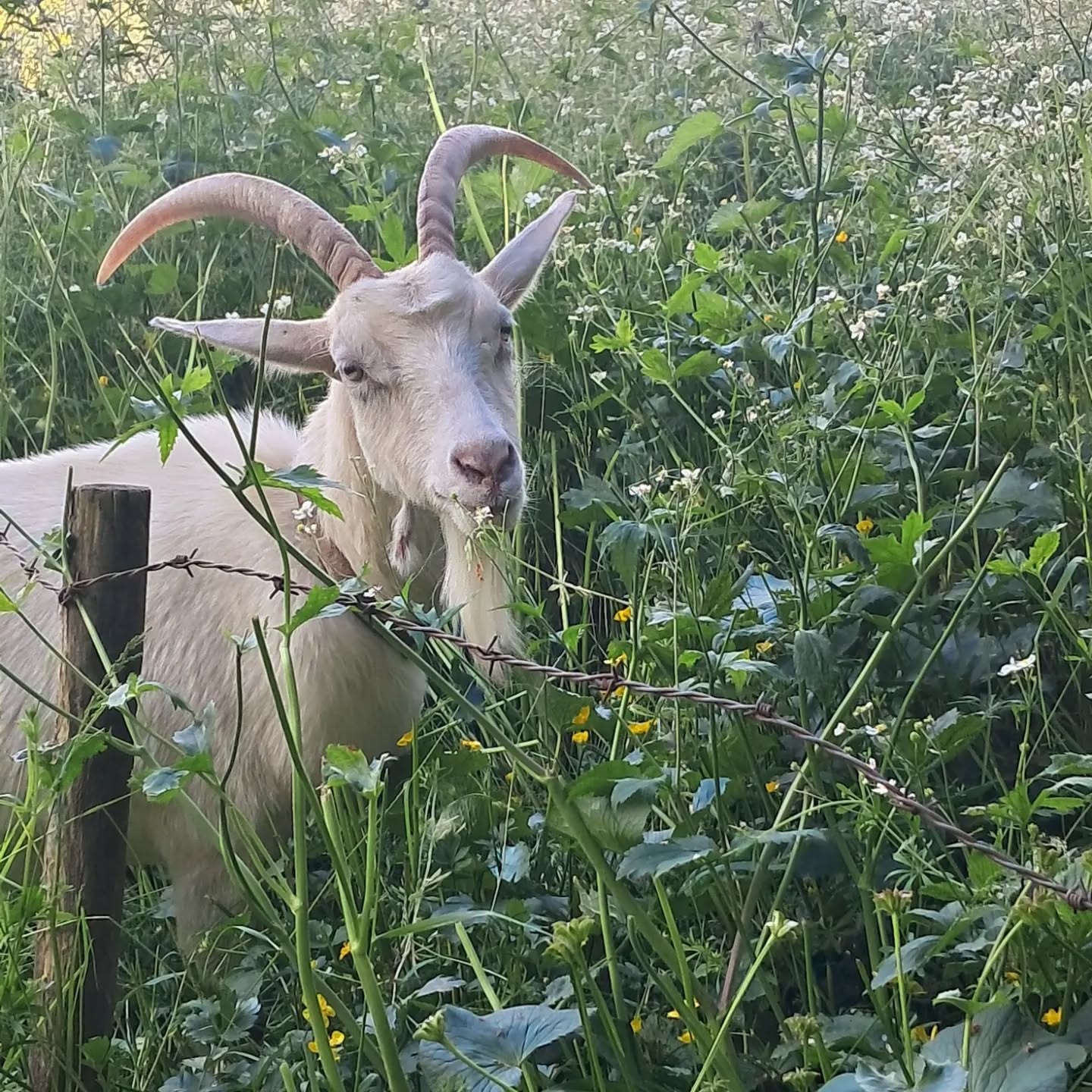 Pendant que nous courons après le temps, Croquette broute les fleurs et les soucis du monde avec la même application. 🐐🌼
Bientôt déjà la fin du printemps à la montagne ! Une prairie entière à croquer, des fleurs à perte de vue et des chèvres heureuses. 💗
Avec ce soleil généreux qui nous accompagne presque chaque jour cette année, notre petit paradis n'attend qu'une chose : être savouré.
Douceur, nature et : retour à la source... 🌿
#Ardèche #AuClairDeLaSource #VieALaFerme #NatureLovers #SlowLife